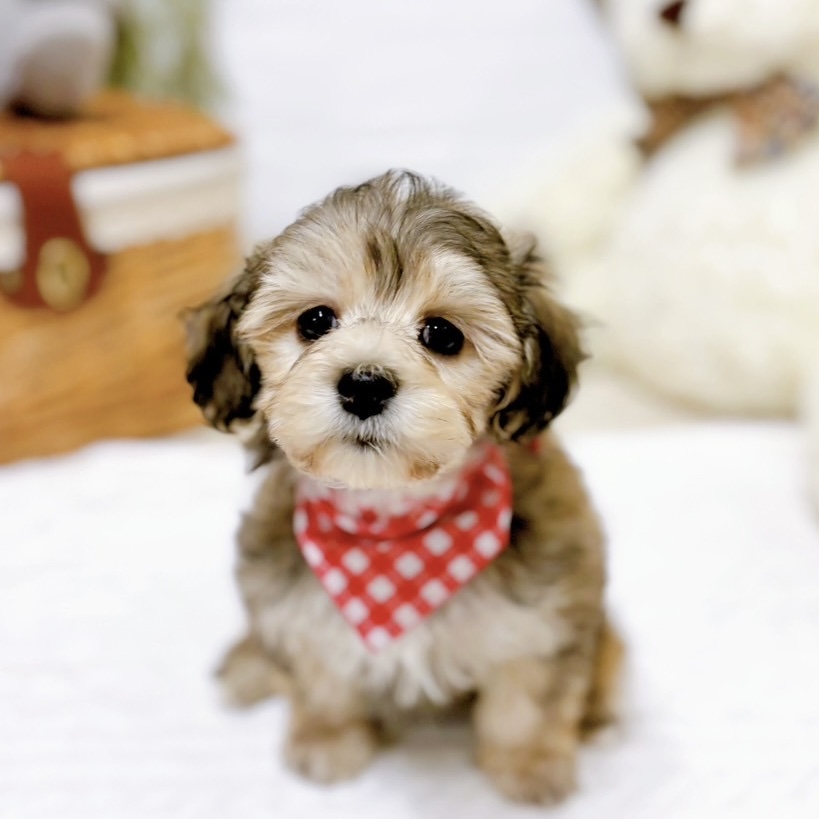 ハーフ犬女の子の写真