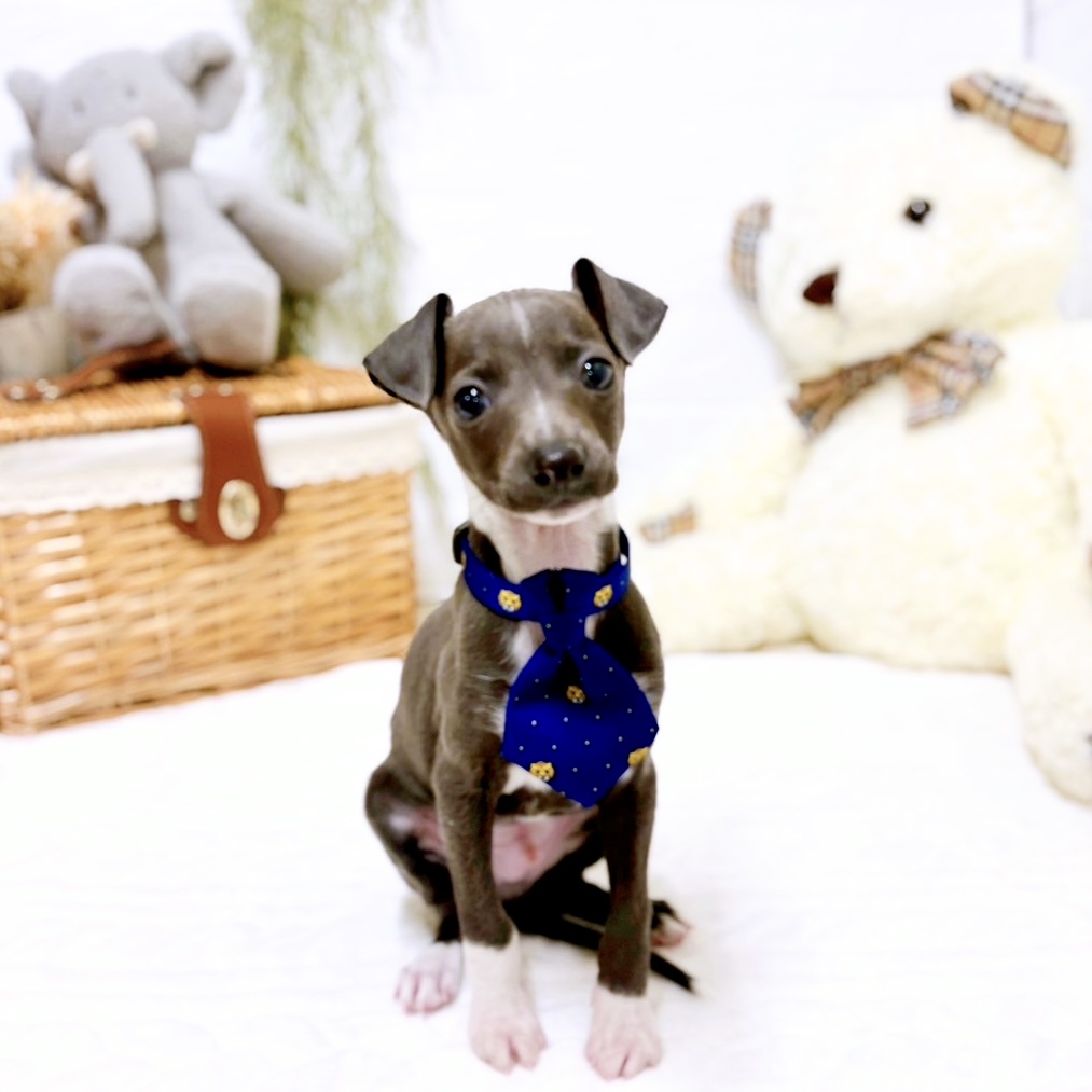 イタリアングレーハウンド男の子の写真