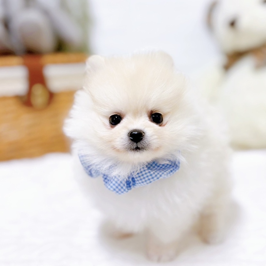 滋賀県のポメラニアン (犬の家＆猫の里近江八幡店/2025年11月25日生まれ/男の子/クリーム)の子犬の2枚目の画像