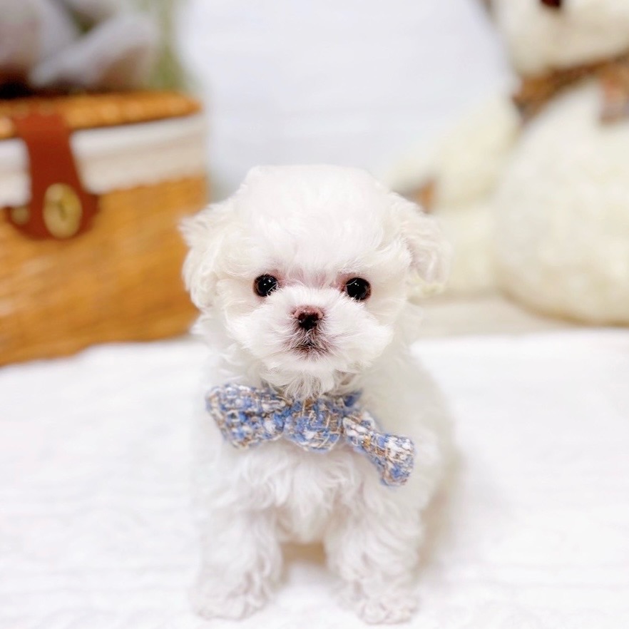 マルチーズ男の子の写真