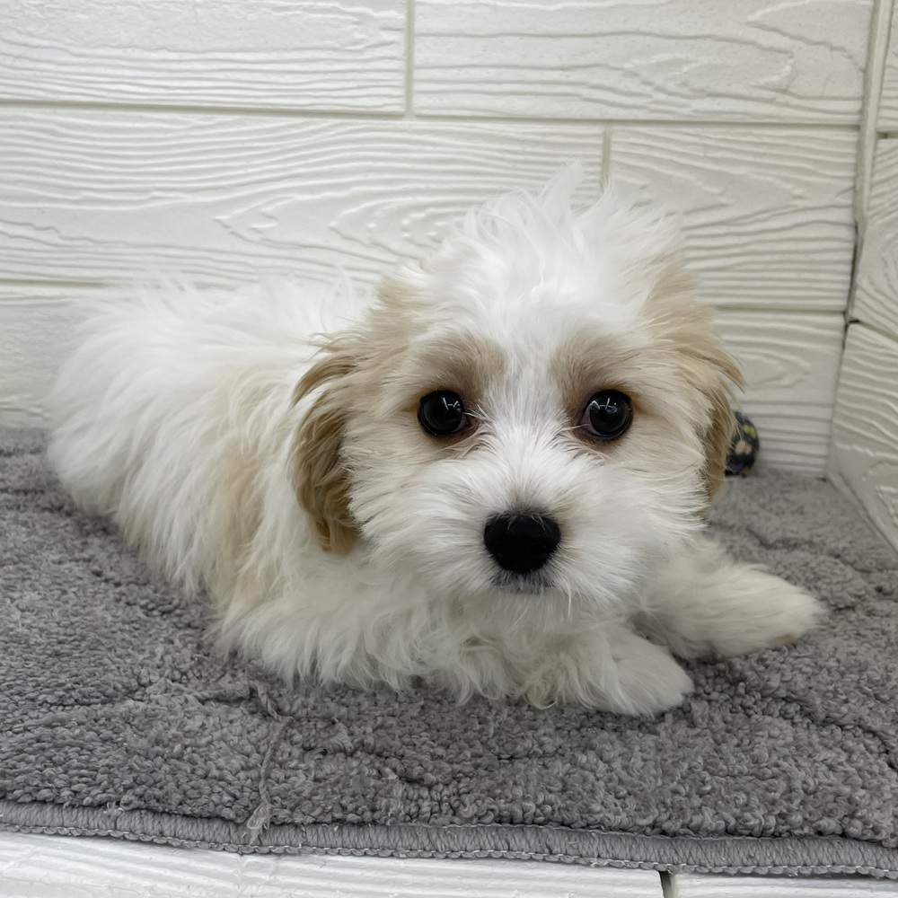 愛知県のマルキャバ/キャバチーズ(マルチーズ×キャバリア) (犬の家＆猫の里七宝店/2025年11月28日生まれ/男の子/ブレンハイム)の子犬の2枚目の画像