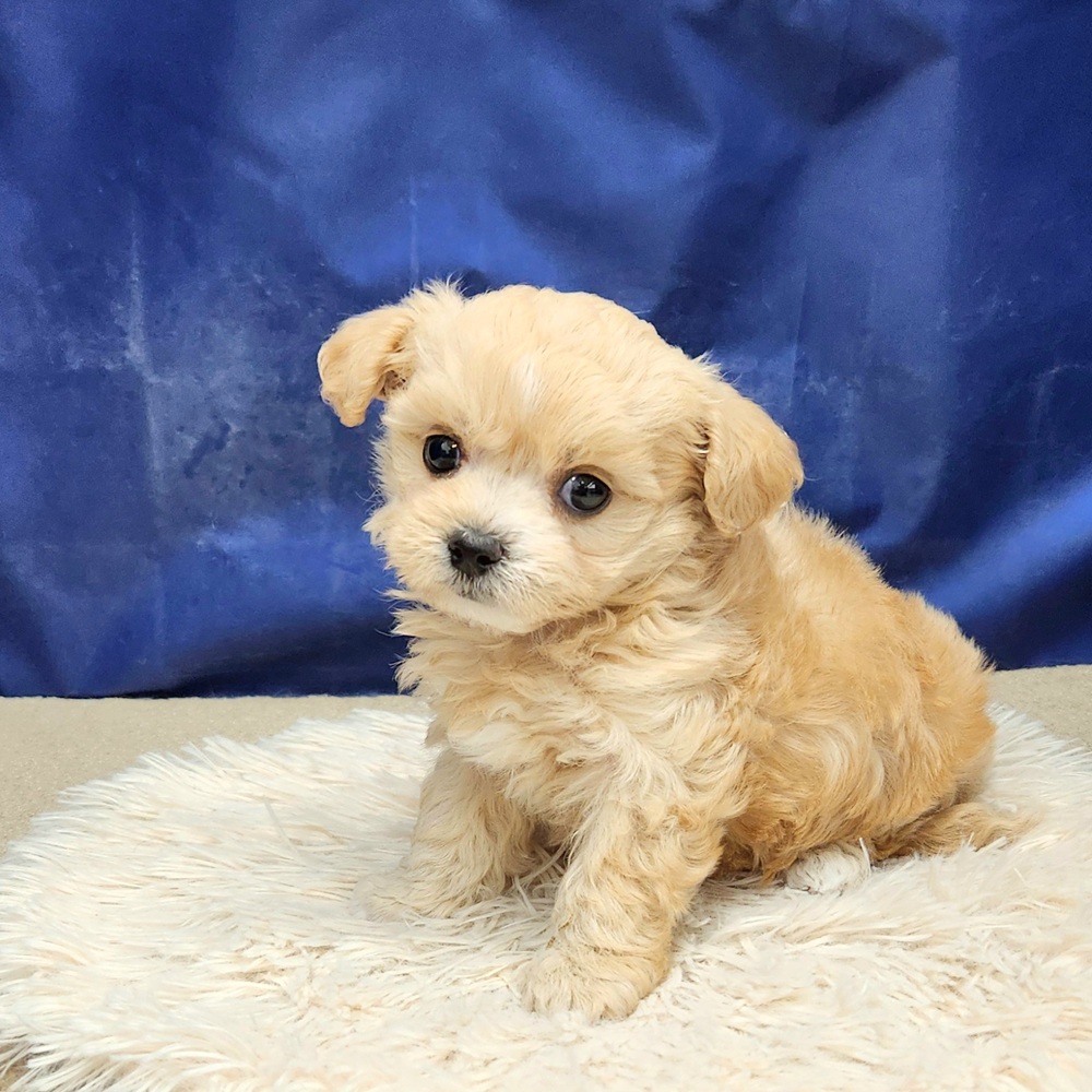 ハーフ犬女の子の写真