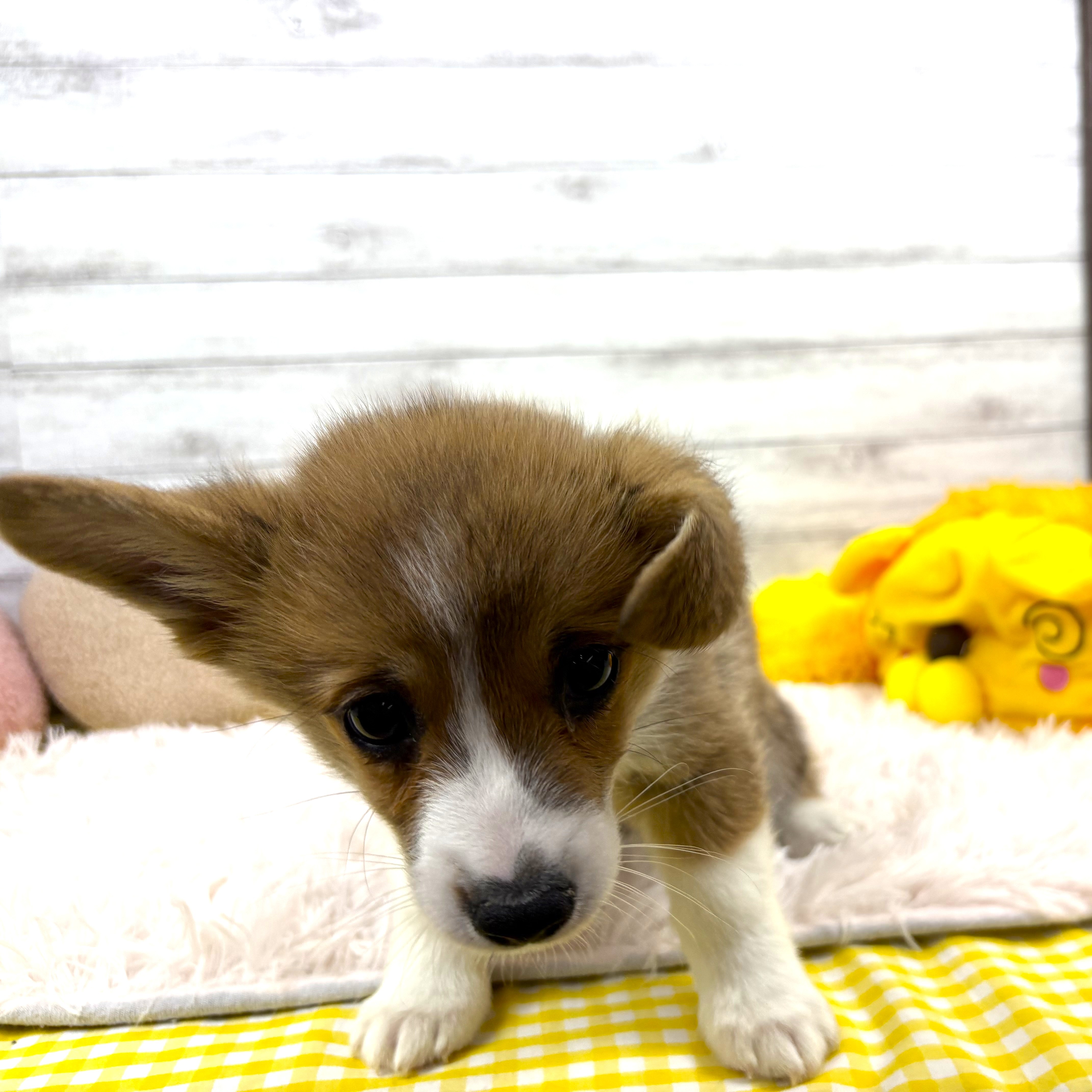 兵庫県のウェルシュコーギーペンブローク (犬の家＆猫の里川西店/2025年11月29日生まれ/女の子/レッドホワイト)の子犬の2枚目の画像