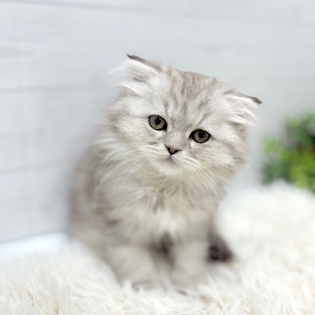 愛知県のスコティッシュフォールド (犬の家＆猫の里豊田店/2025年11月28日生まれ/男の子/シルバータビー)の子猫の2枚目の画像