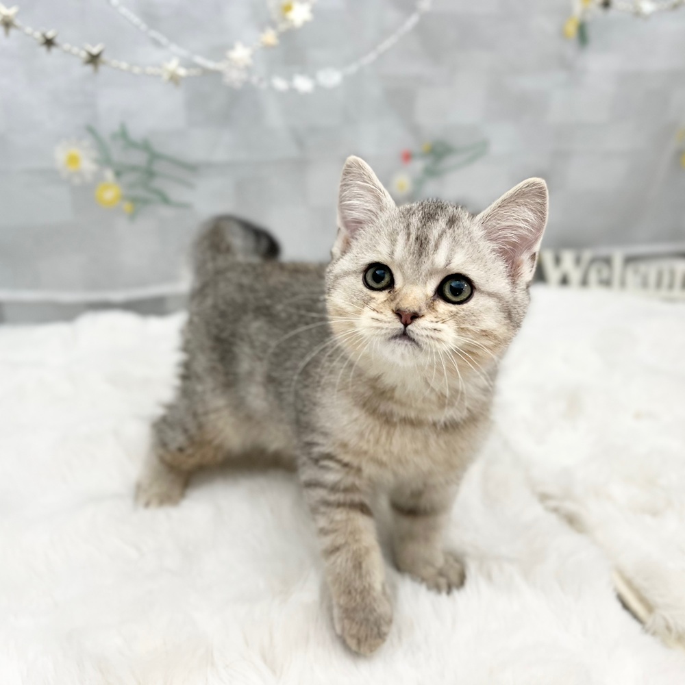 静岡県のスコティッシュストレート (犬の家＆猫の里MEGAドン・キホーテ袋井店/2025年11月28日生まれ/男の子/シルバータビー)の子猫の2枚目の画像