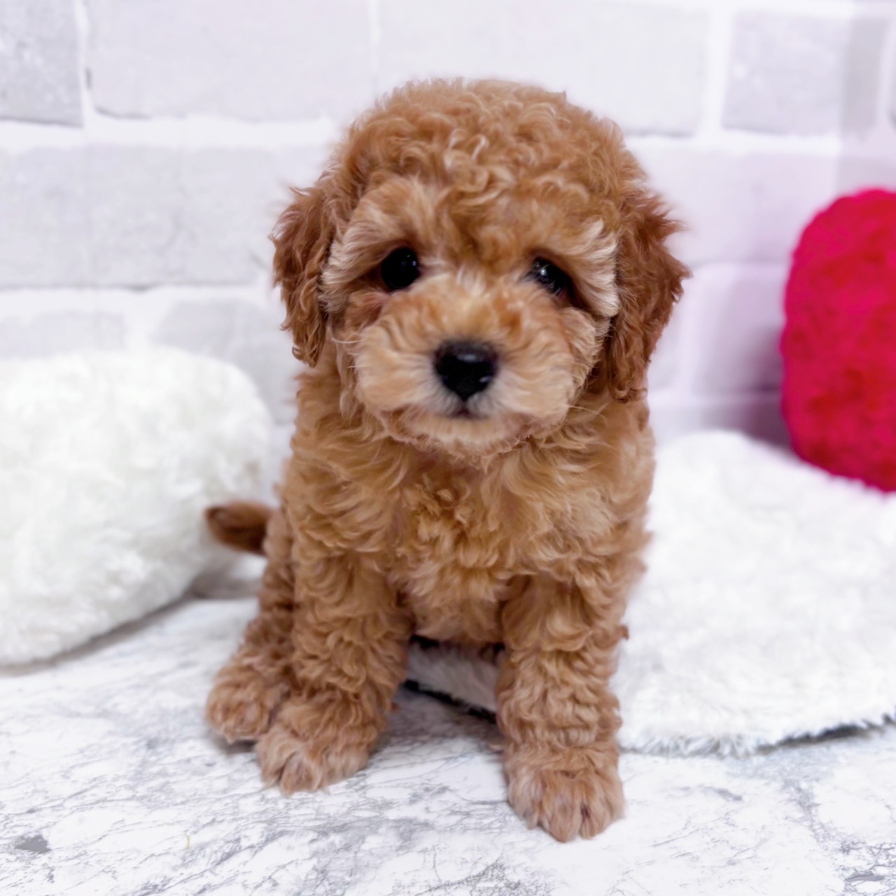 トイプードル男の子の写真