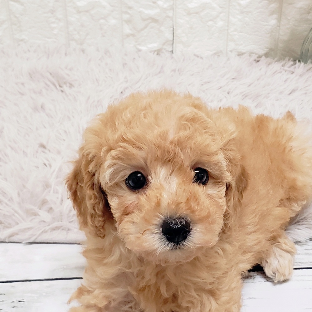 トイプードル女の子の写真