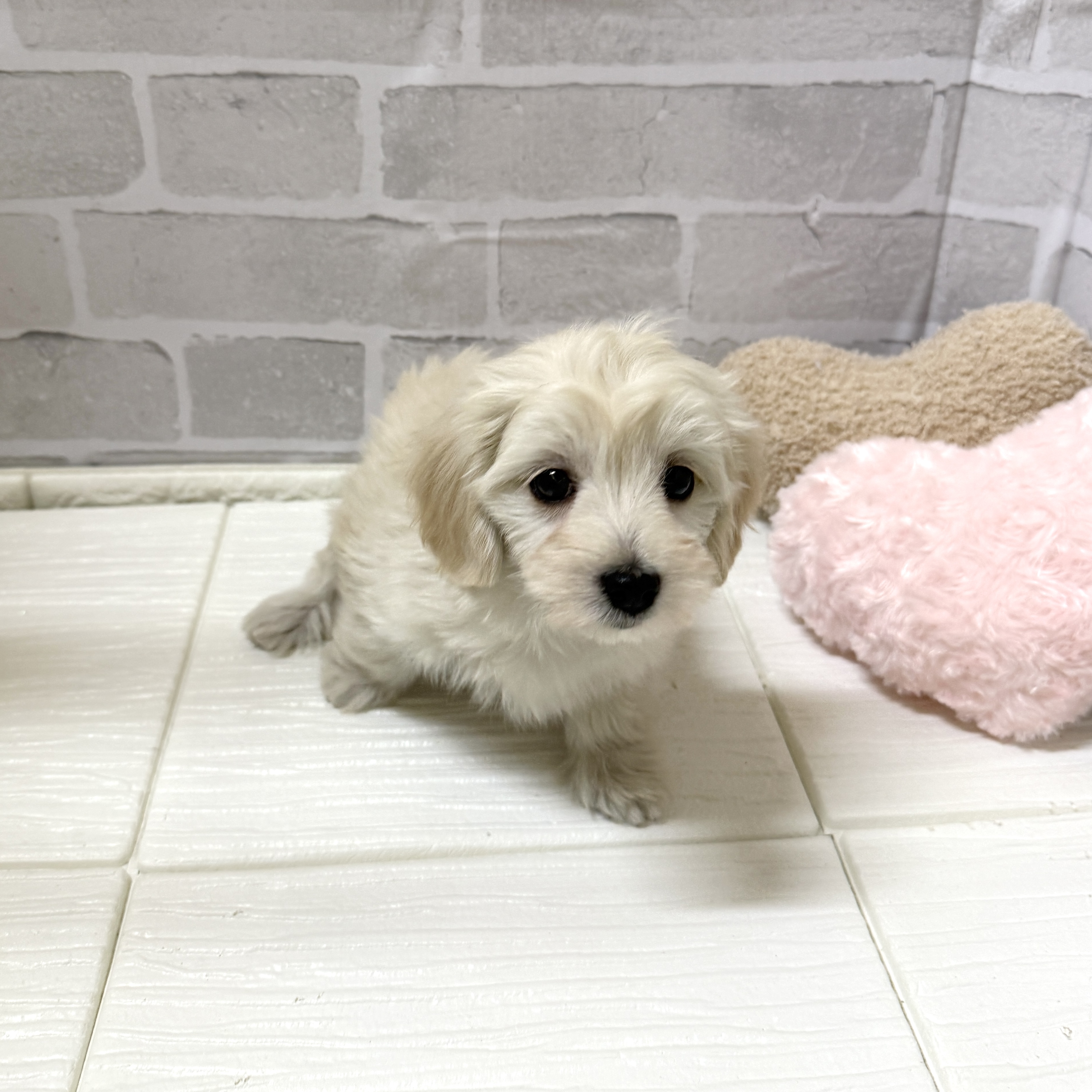 愛知県のマルックス(マルチーズ×ダックス) (犬の家＆猫の里岡崎店/2025年11月25日生まれ/女の子/クリーム)の子犬の2枚目の画像