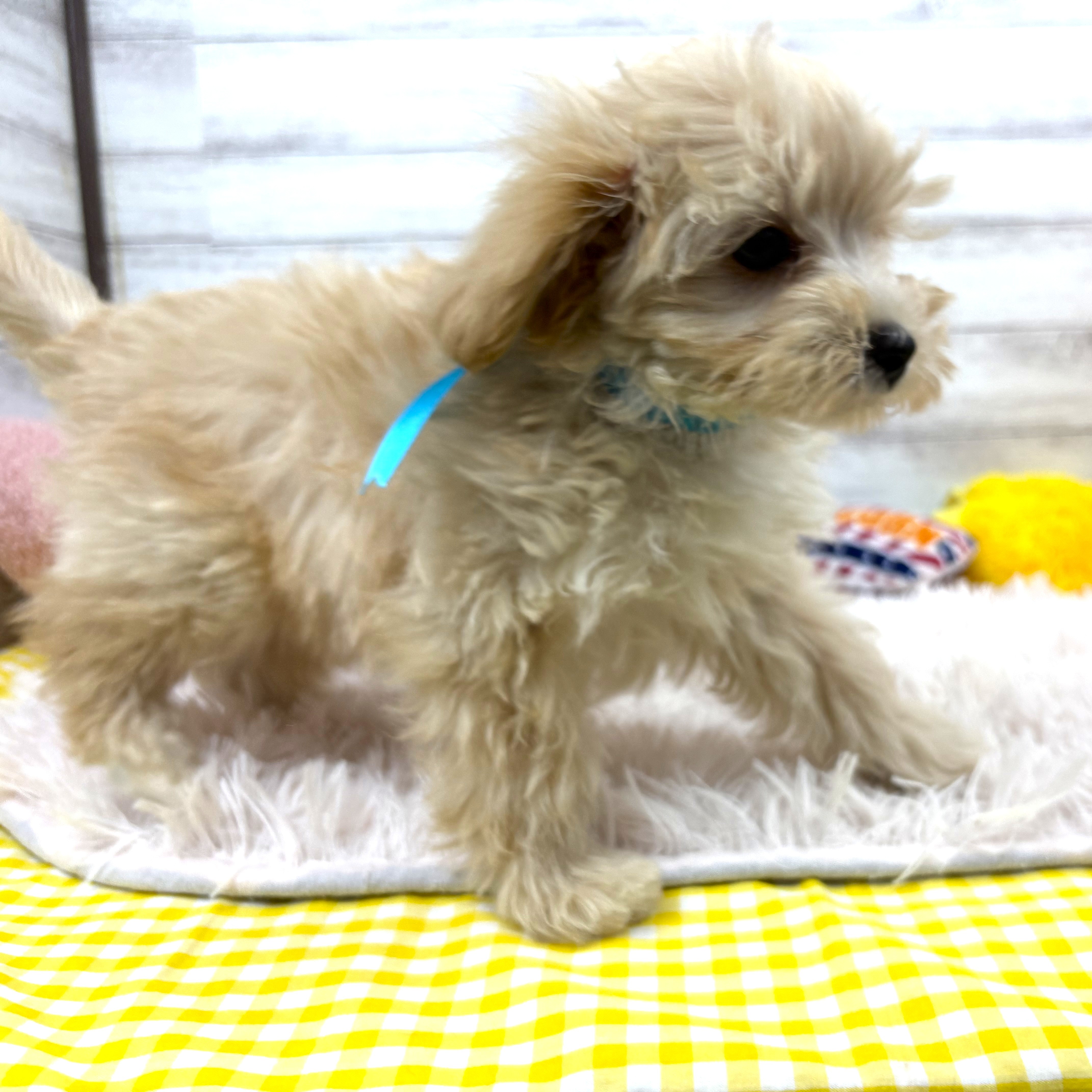 兵庫県のマルプー(マルチーズ×プードル) (犬の家＆猫の里川西店/2025年11月25日生まれ/男の子/クリームホワイト)の子犬の2枚目の画像