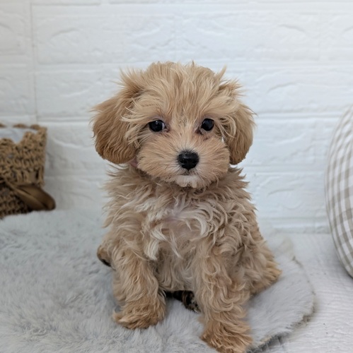 ハーフ犬男の子の写真