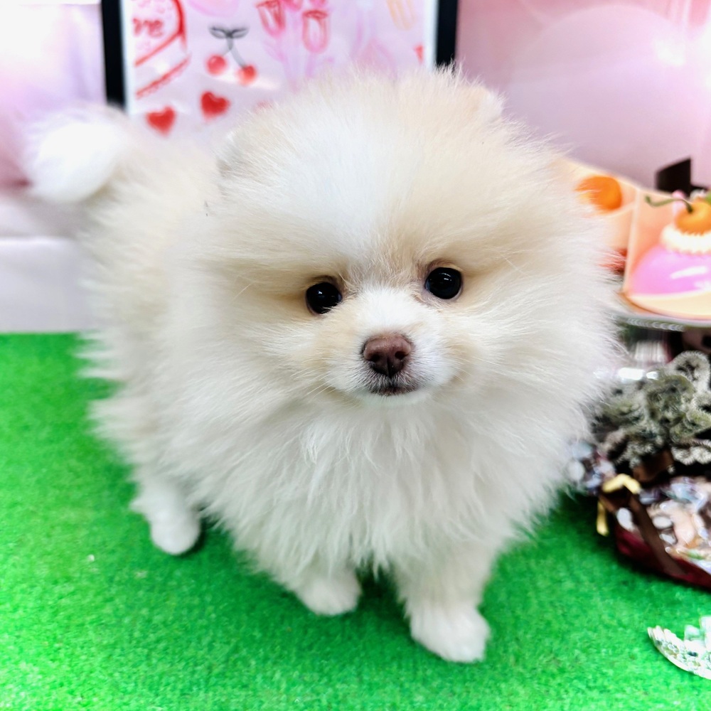 愛知県のポメラニアン (犬の家＆猫の里名古屋天白店/2025年11月29日生まれ/女の子/クリームホワイト)の子犬の2枚目の画像