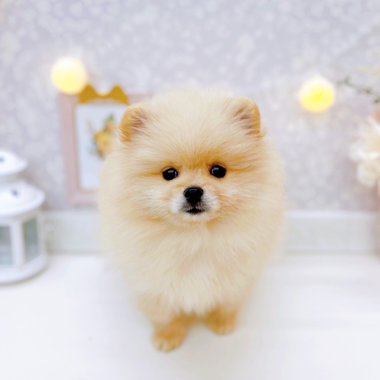 富山県のポメラニアン (犬の家＆猫の里富山店/2025年11月29日生まれ/女の子/クリーム)の子犬の2枚目の画像