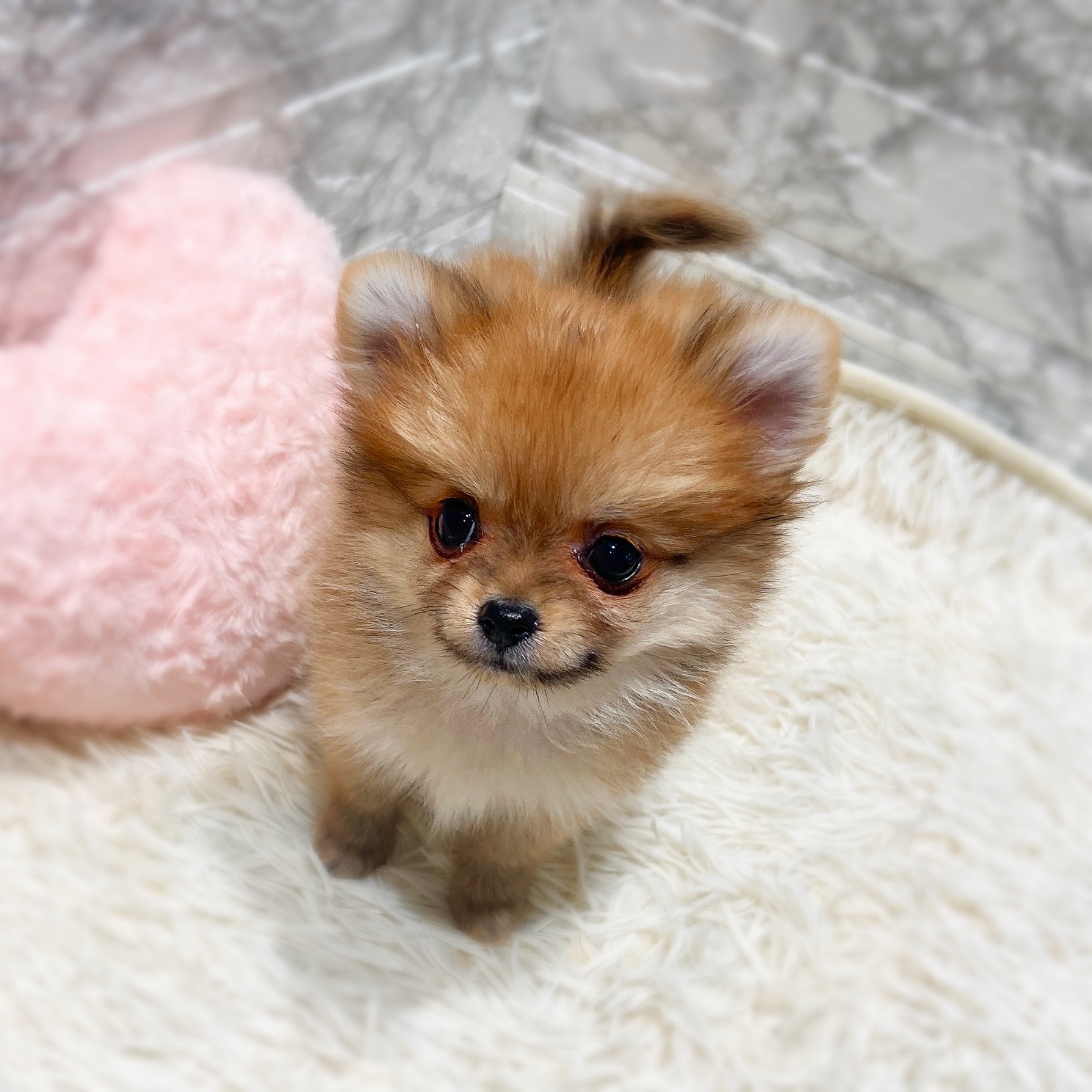 愛知県のポメチワ/チワポメ/ポメチー(ポメラニアン×チワワ) (犬の家＆猫の里MiO香久山店/2025年11月29日生まれ/女の子/オレンジ)の子犬の2枚目の画像