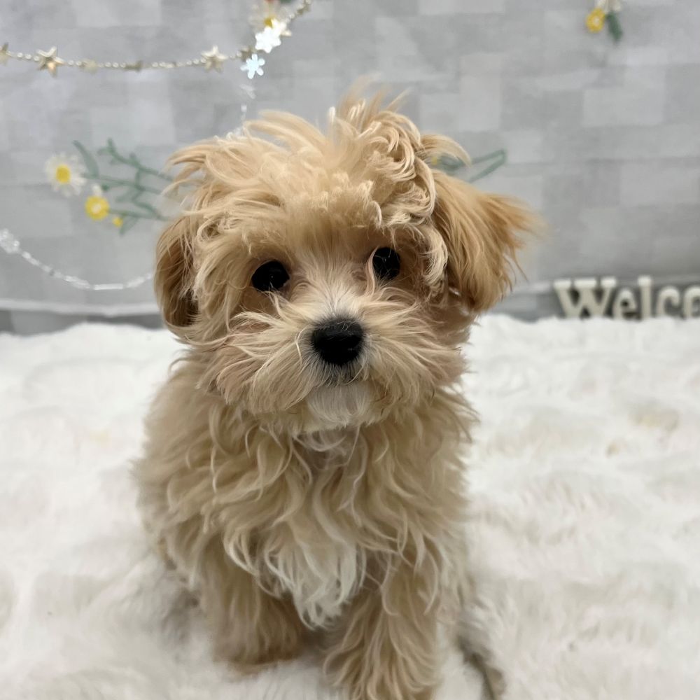 静岡県のマルプー(マルチーズ×プードル) (犬の家＆猫の里MEGAドン・キホーテ袋井店/2025年11月30日生まれ/男の子/クリームホワイト)の子犬の2枚目の画像