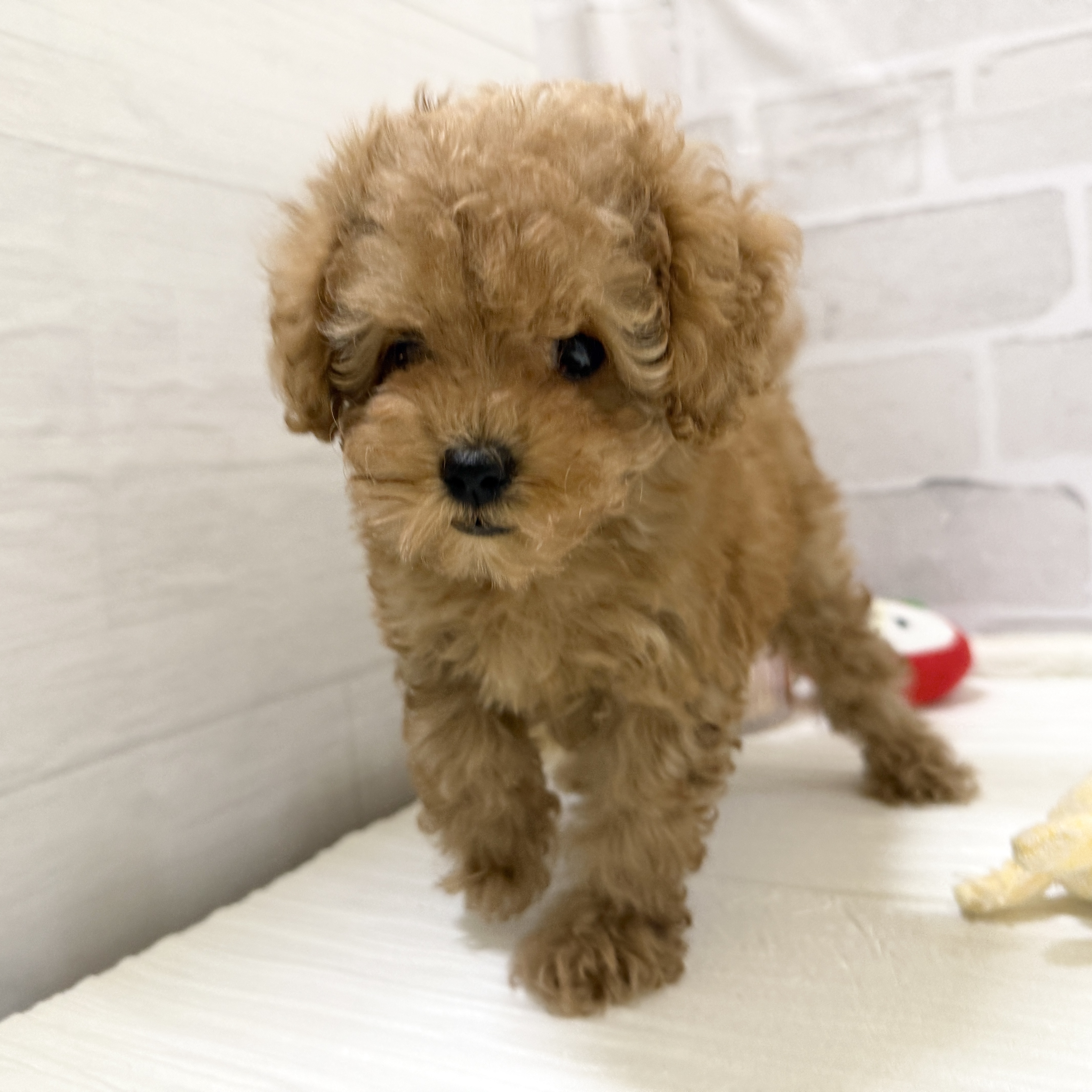 愛知県のトイプードル(トイ) (犬の家＆猫の里岡崎店/2025年11月22日生まれ/男の子/オレンジフォーン)の子犬の2枚目の画像