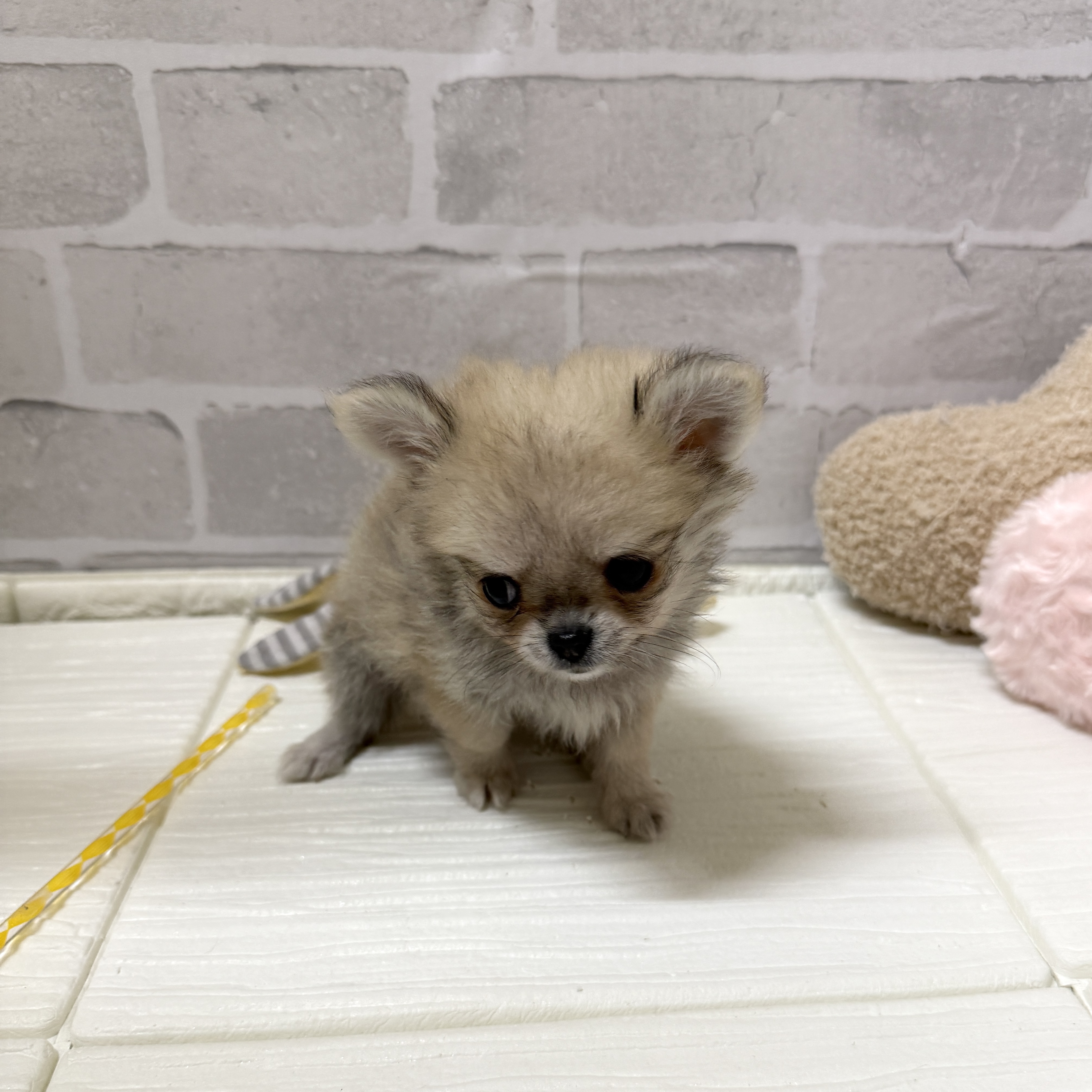 愛知県のポメチワ/チワポメ/ポメチー(ポメラニアン×チワワ) (犬の家＆猫の里岡崎店/2025年11月28日生まれ/女の子/フォーン)の子犬の2枚目の画像