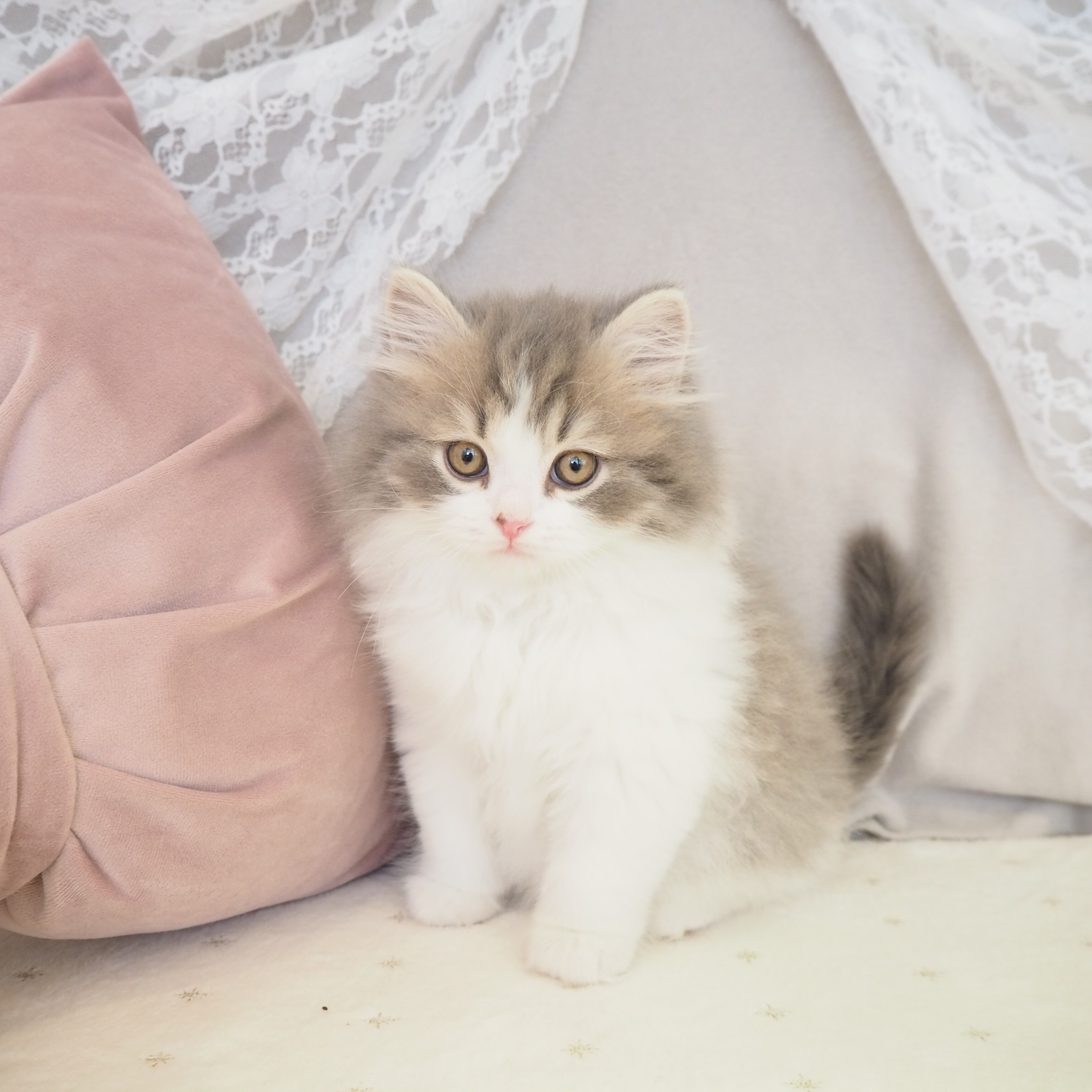 スコティッシュストレート男の子の写真