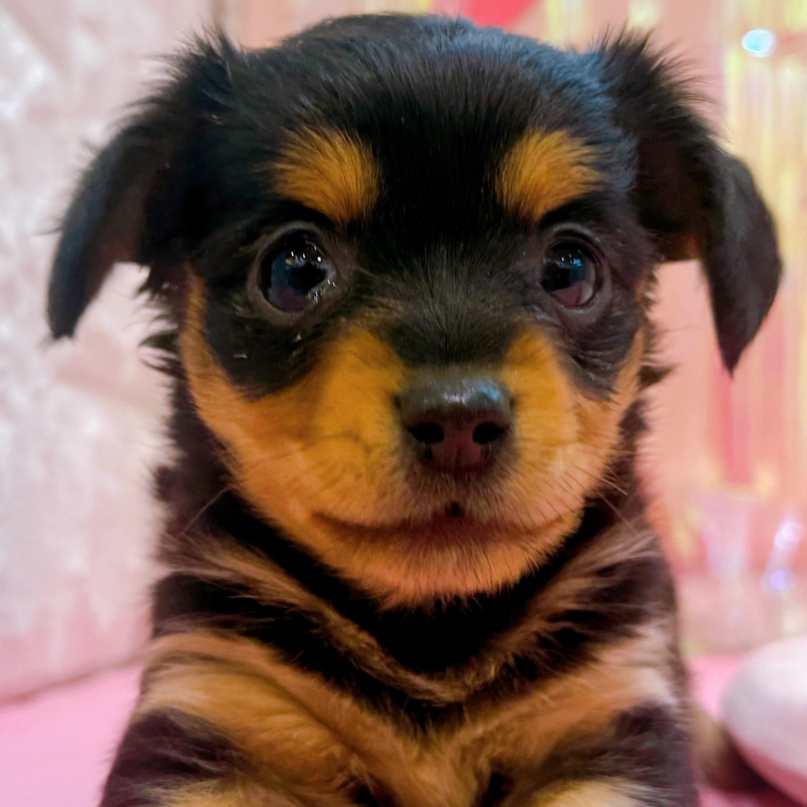 岡山県のチワックス(チワワ×ダックス) (犬の家＆猫の里倉敷店/2025年11月30日生まれ/女の子/ブラックタン)の子犬の1枚目の画像