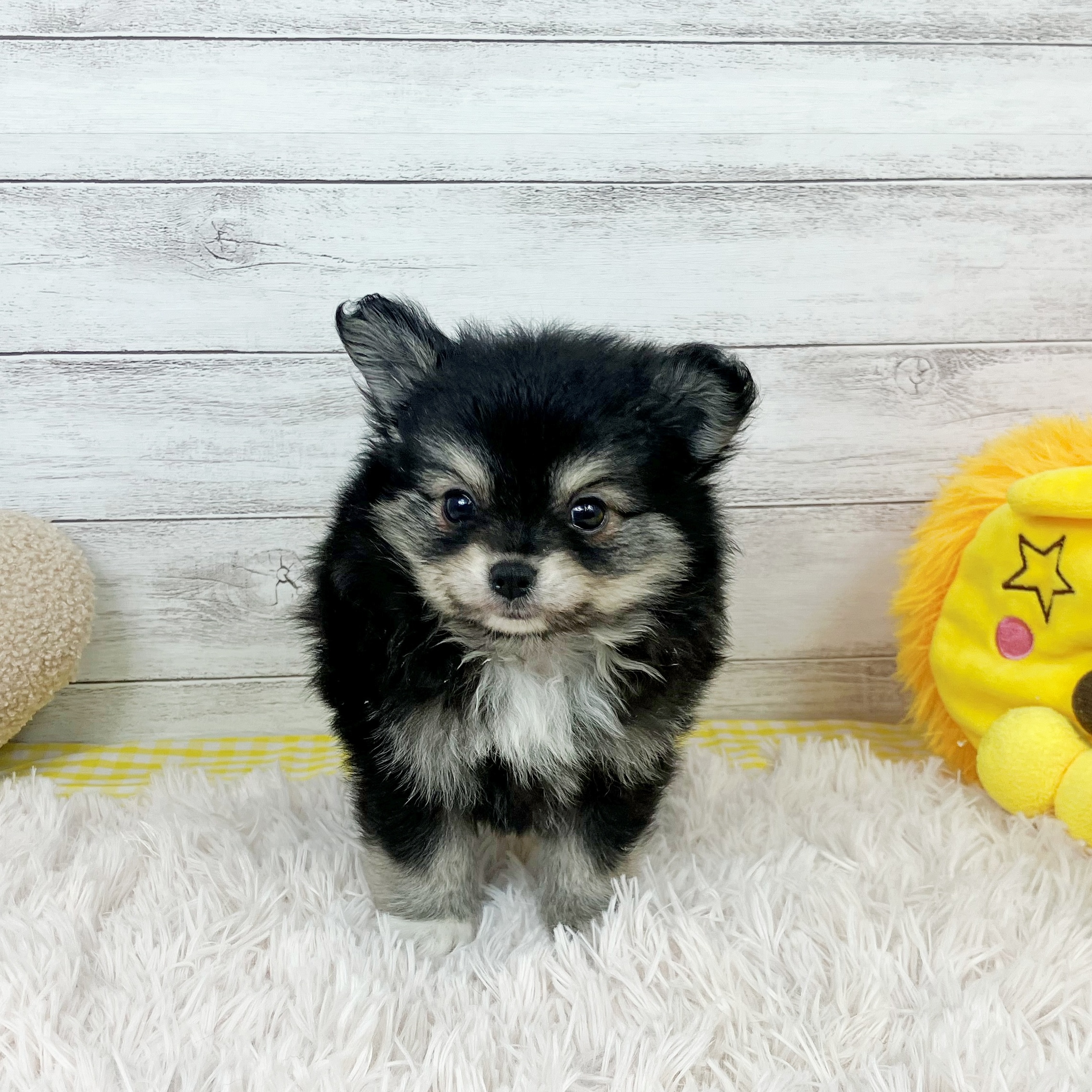 ハーフ犬男の子の写真