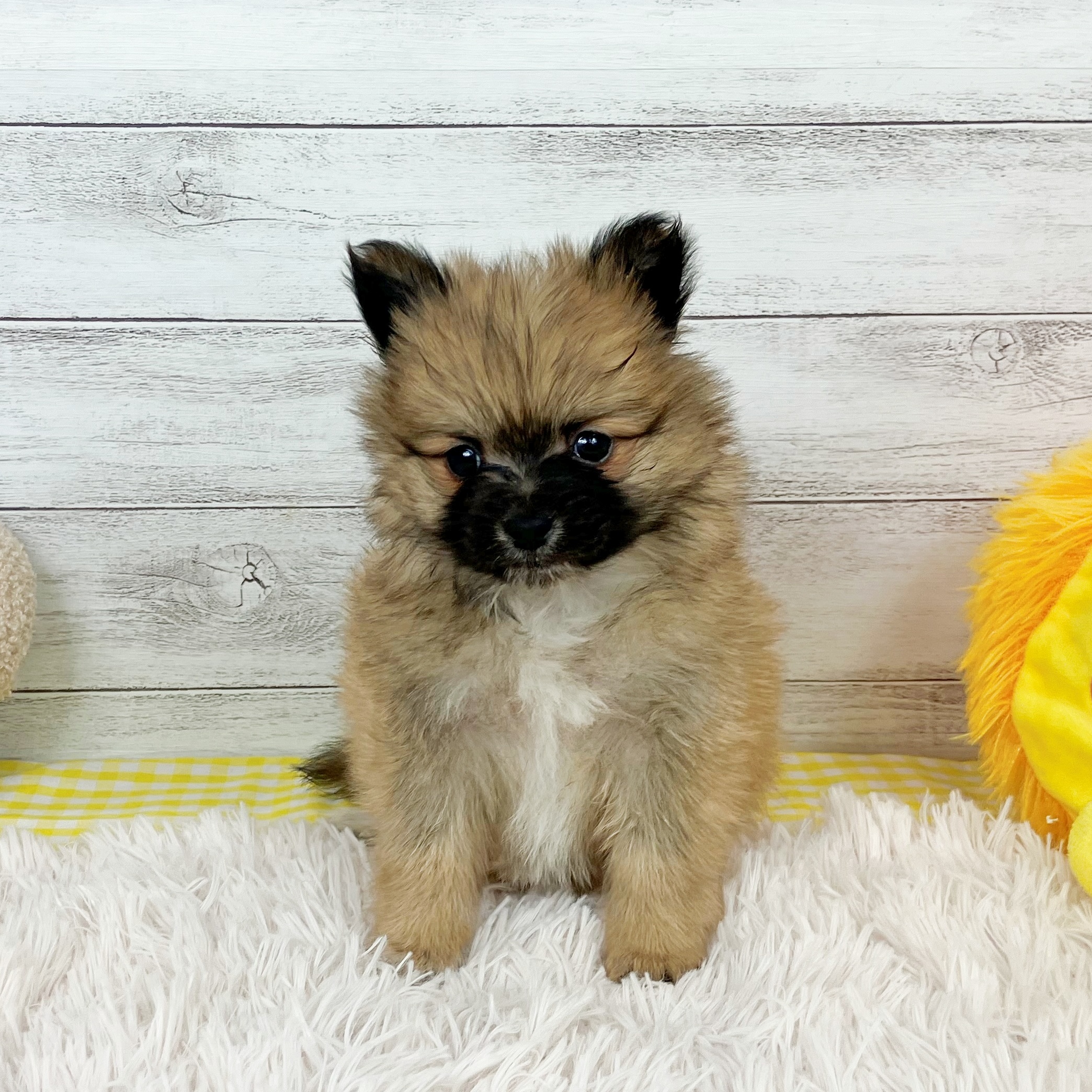 ハーフ犬男の子の写真