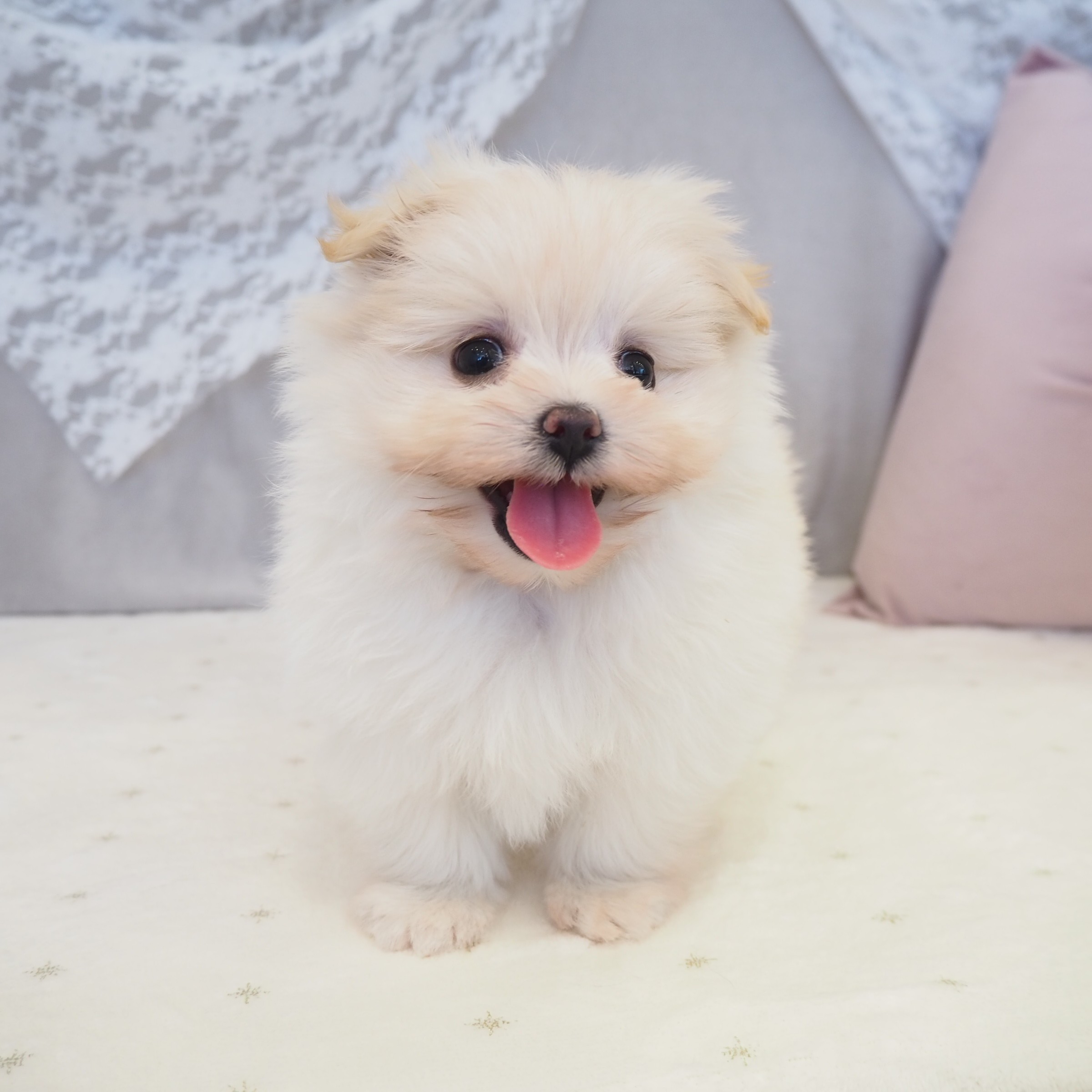 ハーフ犬女の子の写真