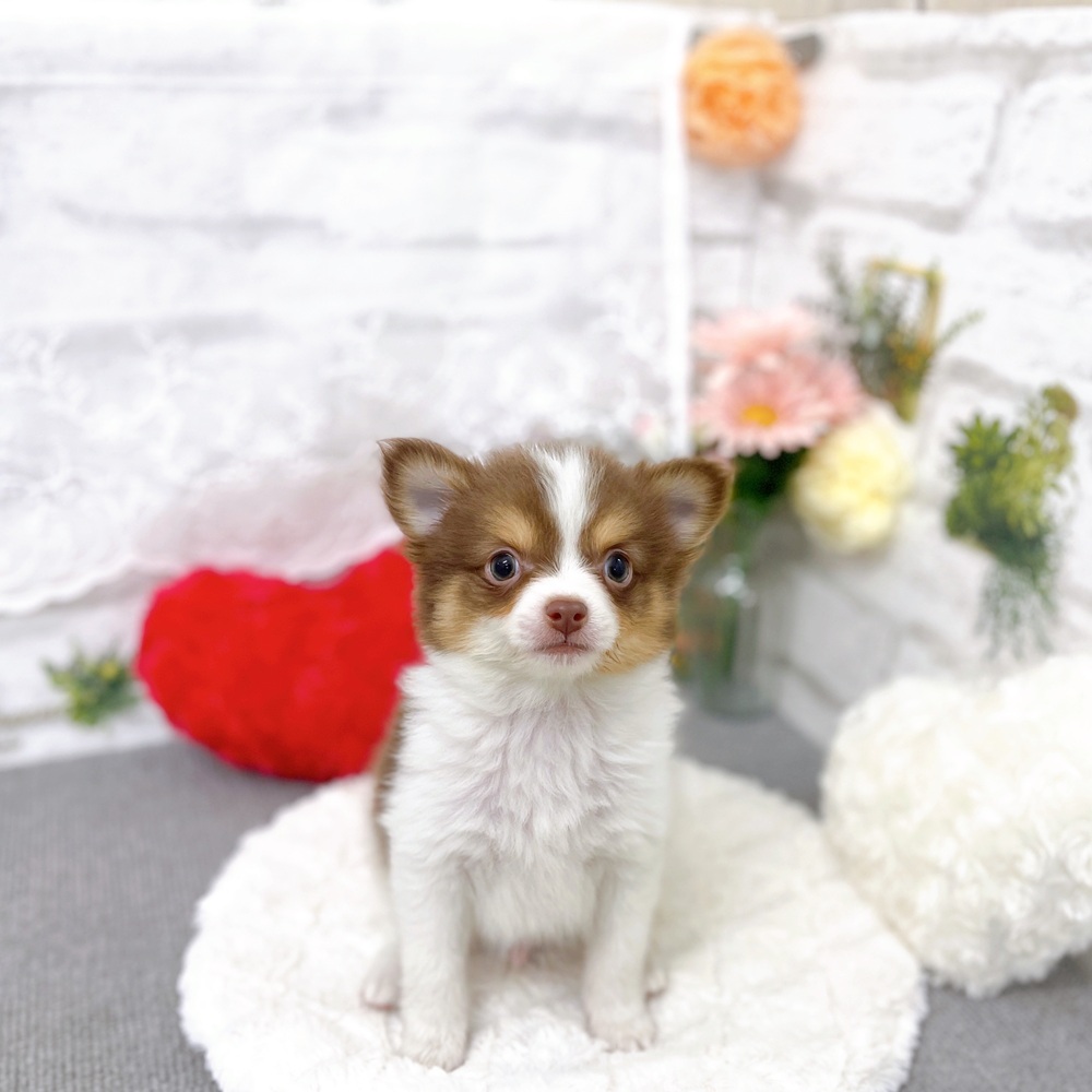 ハーフ犬男の子の写真