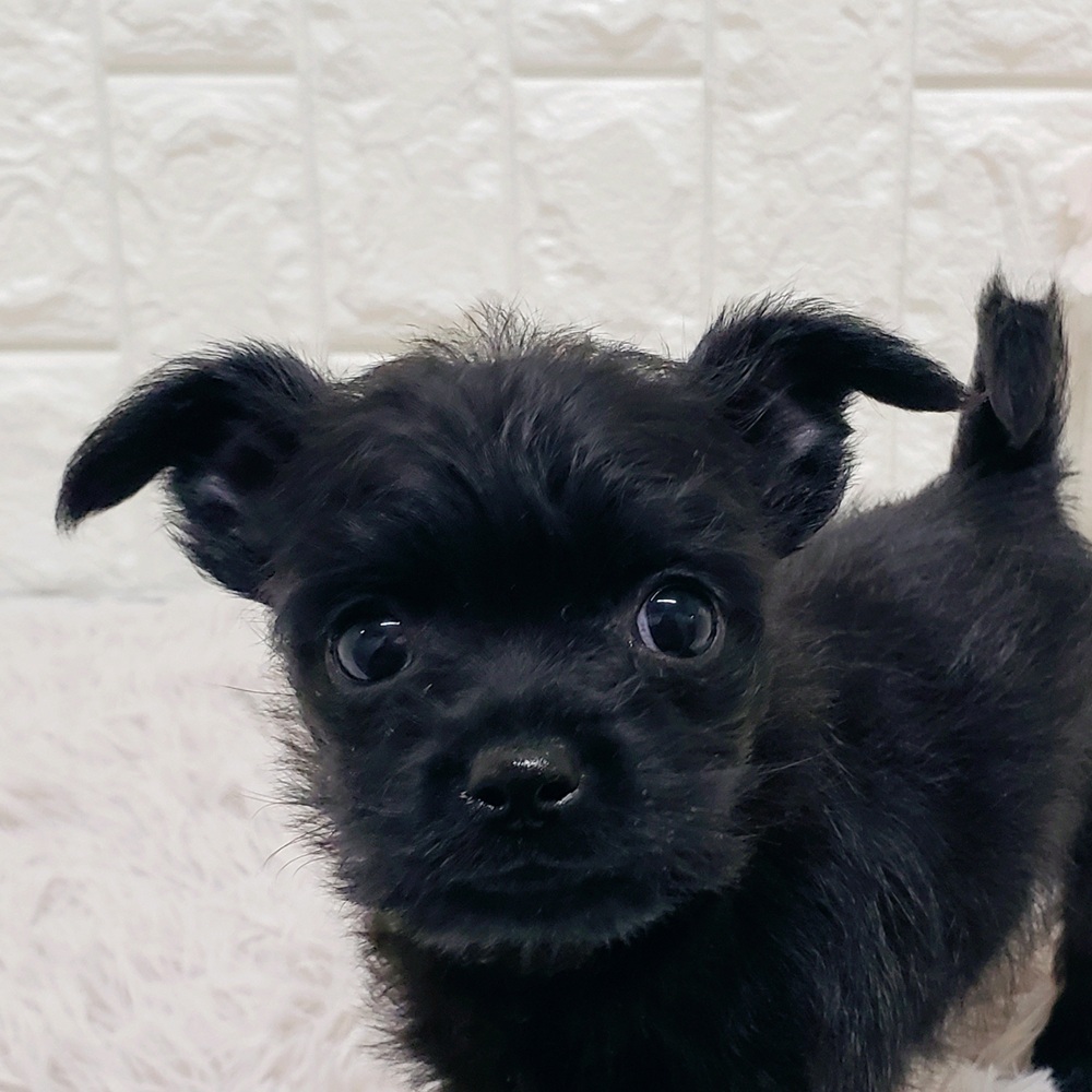 ハーフ犬男の子の写真