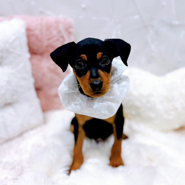 ミニチュアピンシャー男の子の写真