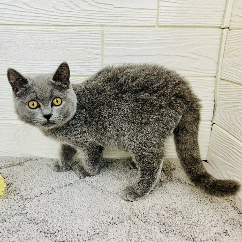 愛知県のブリティッシュショートヘアー (犬の家＆猫の里七宝店/2025年11月30日生まれ/男の子/ブルー)の子猫の2枚目の画像