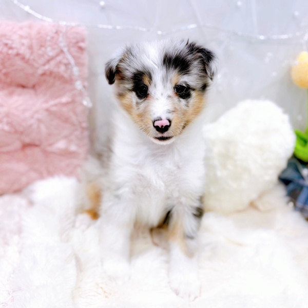 福井県のシェットランドシープドッグ (犬の家＆猫の里福井店/2025年11月30日生まれ/女の子/ブルーマール)の子犬の2枚目の画像