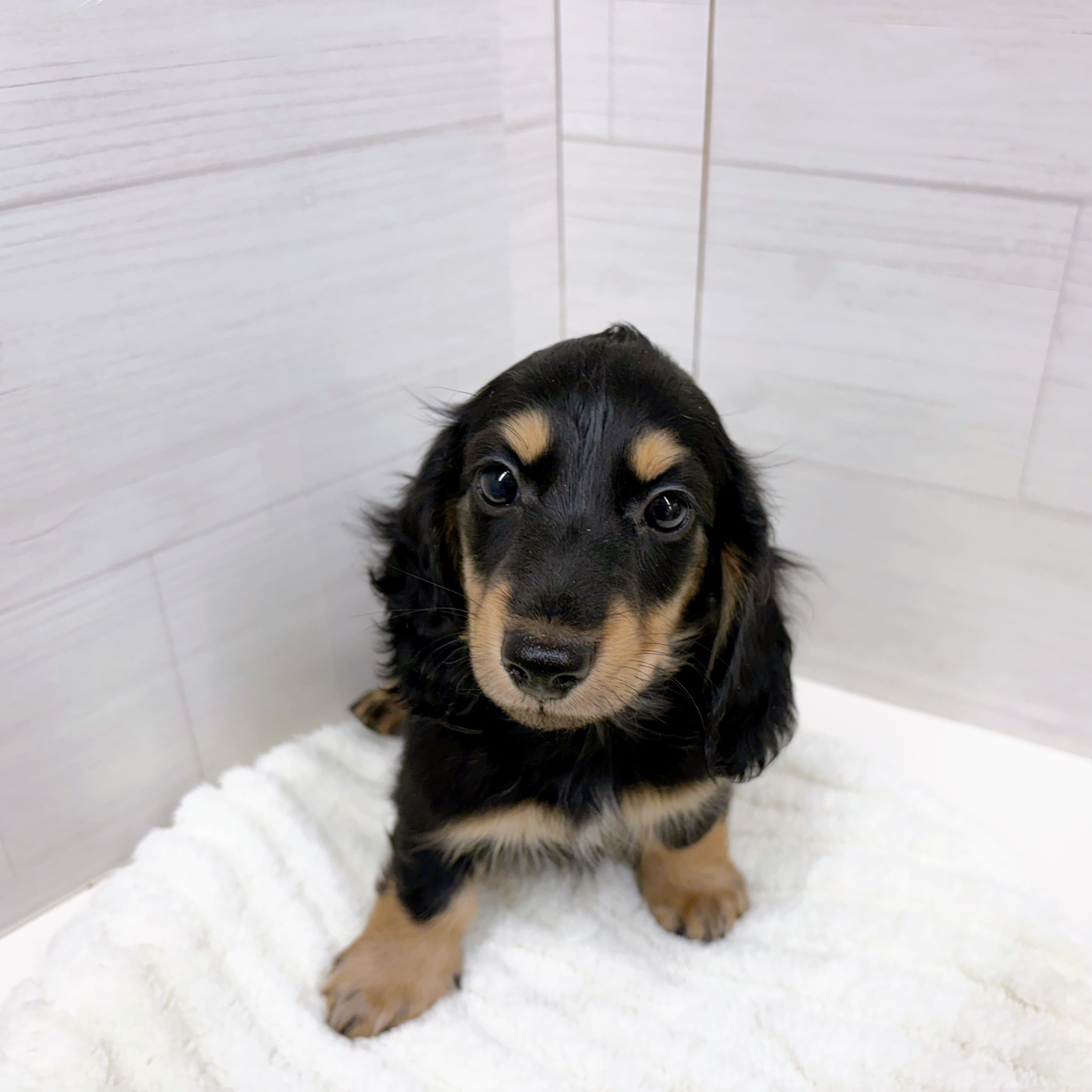 石川県の20万円以下のミニチュアダックスフンド(ロング)の子犬を価格や