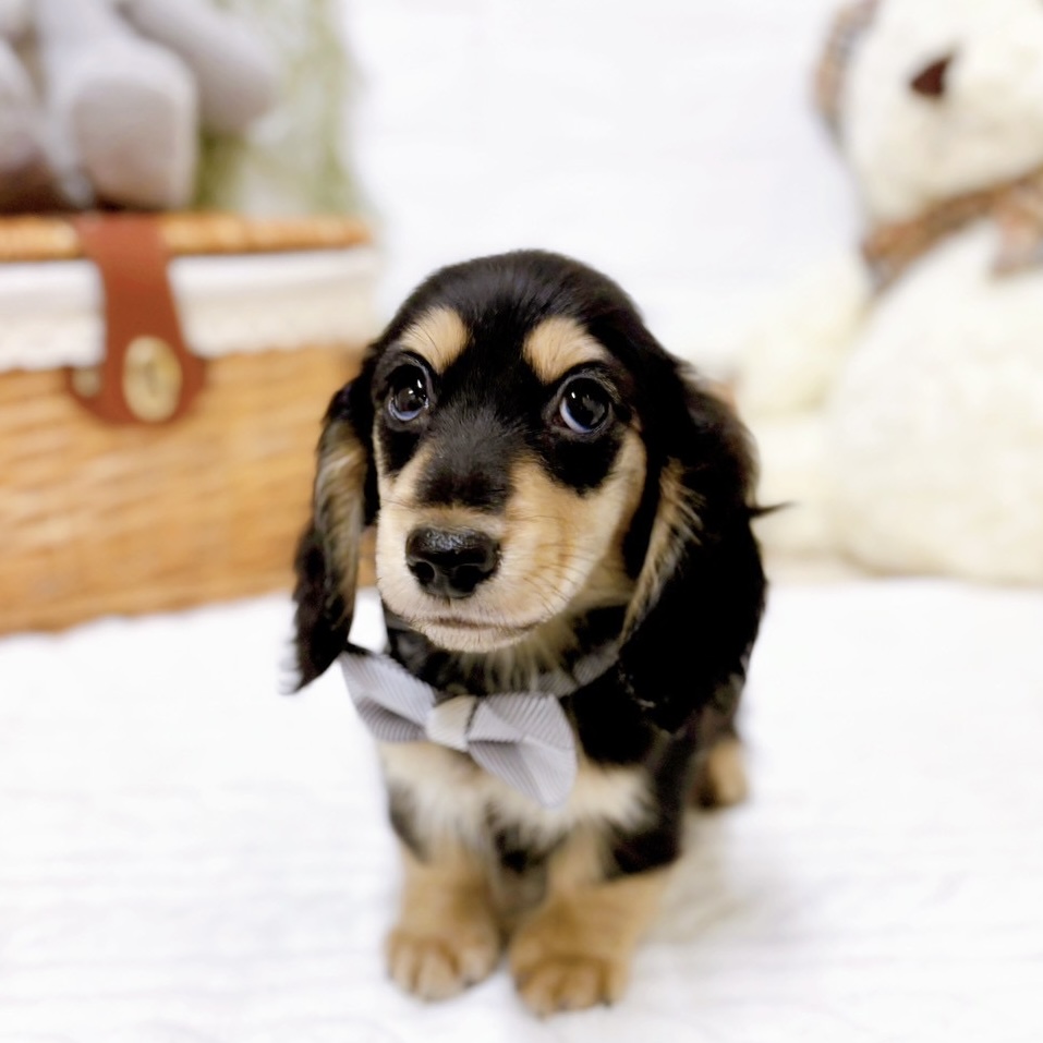 ミニチュアダックス男の子の写真