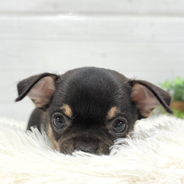 愛知県のチワワ(スムース) (犬の家＆猫の里豊田店/2025年11月29日生まれ/男の子/ブラックタン)の子犬の2枚目の画像