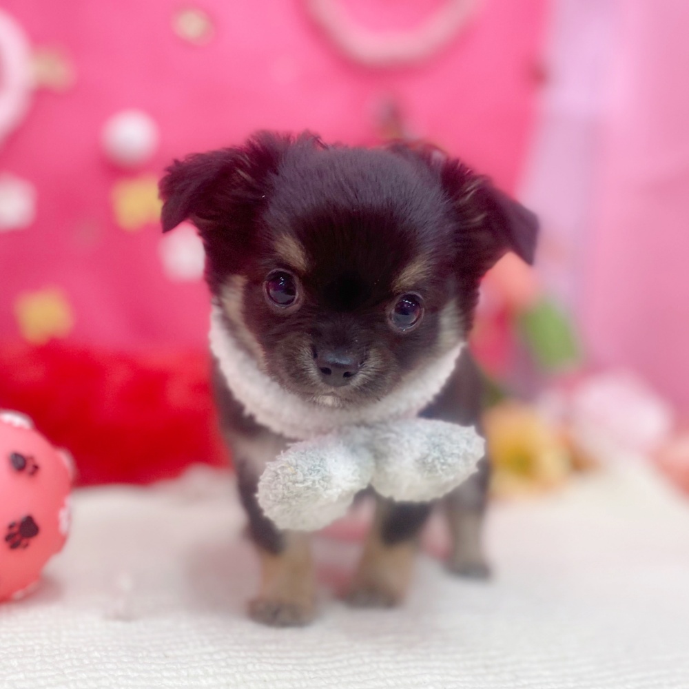 岐阜県のチワワ(ロング) (犬の家＆猫の里岐南店/2025年11月29日生まれ/男の子/ブラックタン)の子犬の2枚目の画像