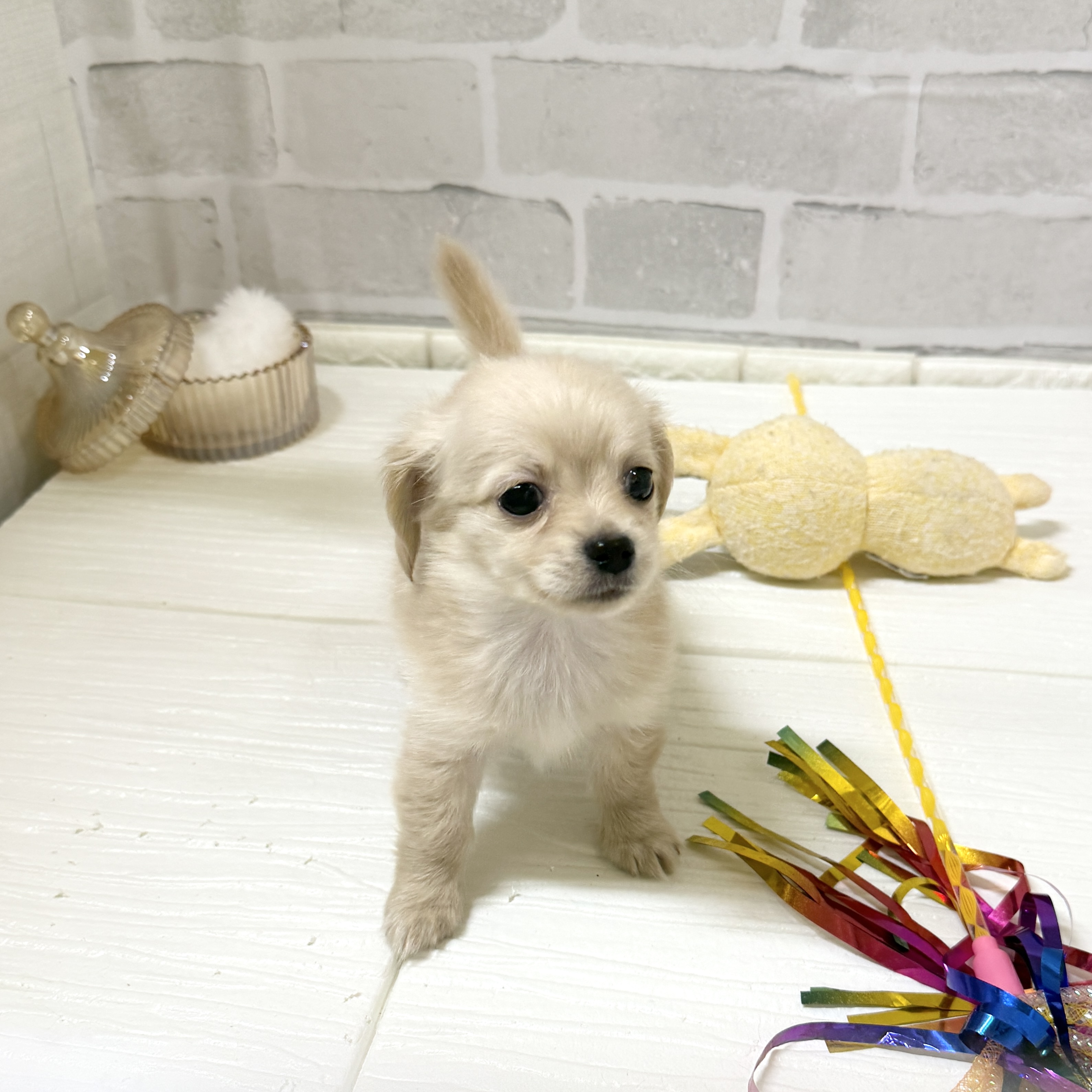 愛知県のチワックス(チワワ×ダックス) (犬の家＆猫の里岡崎店/2025年11月30日生まれ/男の子/イエロー)の子犬の2枚目の画像