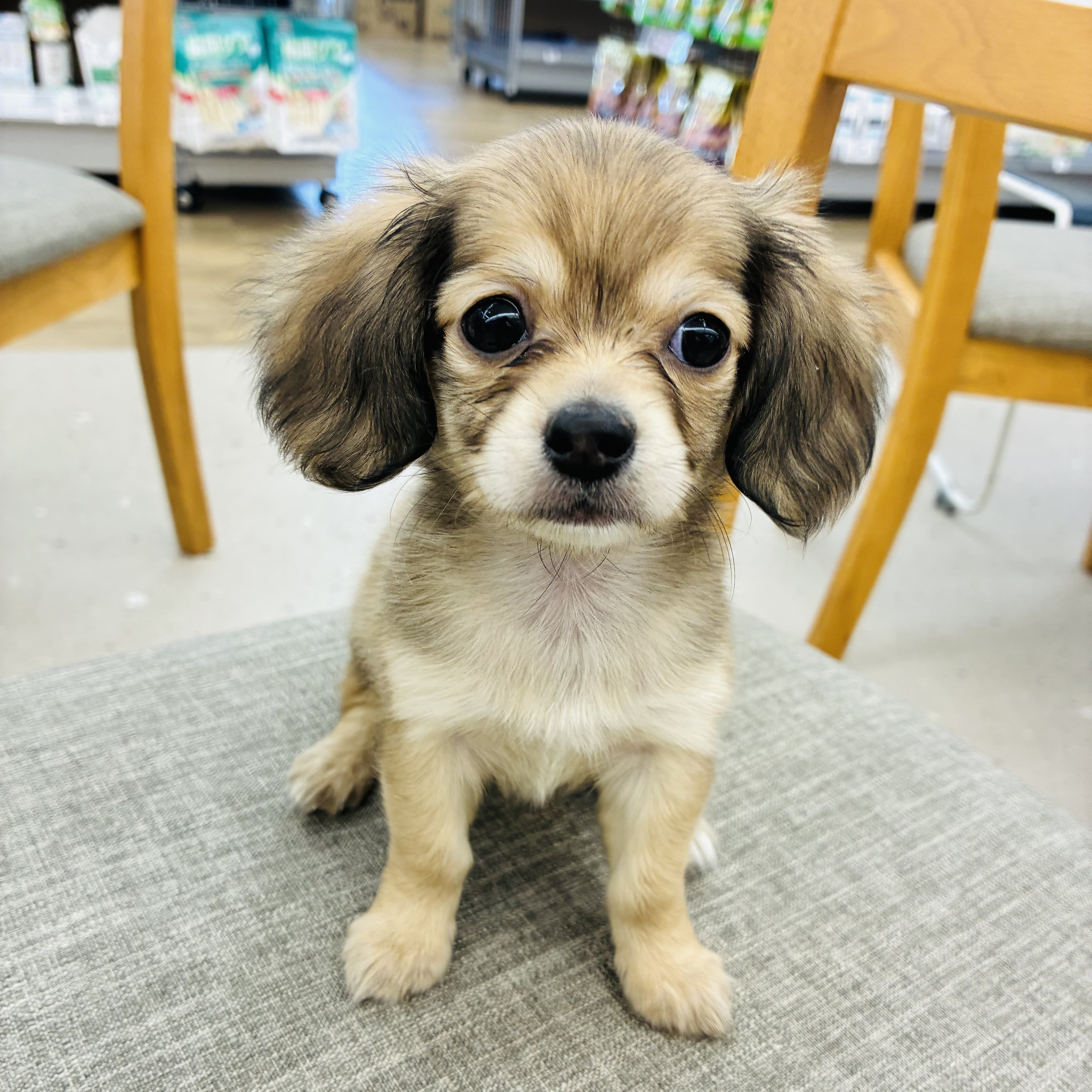 愛知県のチワックス(チワワ×ダックス) (犬の家＆猫の里七宝店/2025年11月30日生まれ/女の子/シェーデットイエロー)の子犬の2枚目の画像