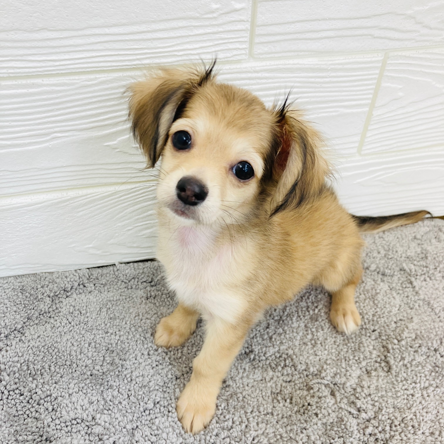 愛知県のチワックス(チワワ×ダックス) (犬の家＆猫の里七宝店/2025年11月30日生まれ/女の子/シェーデットイエロー)の子犬の2枚目の画像