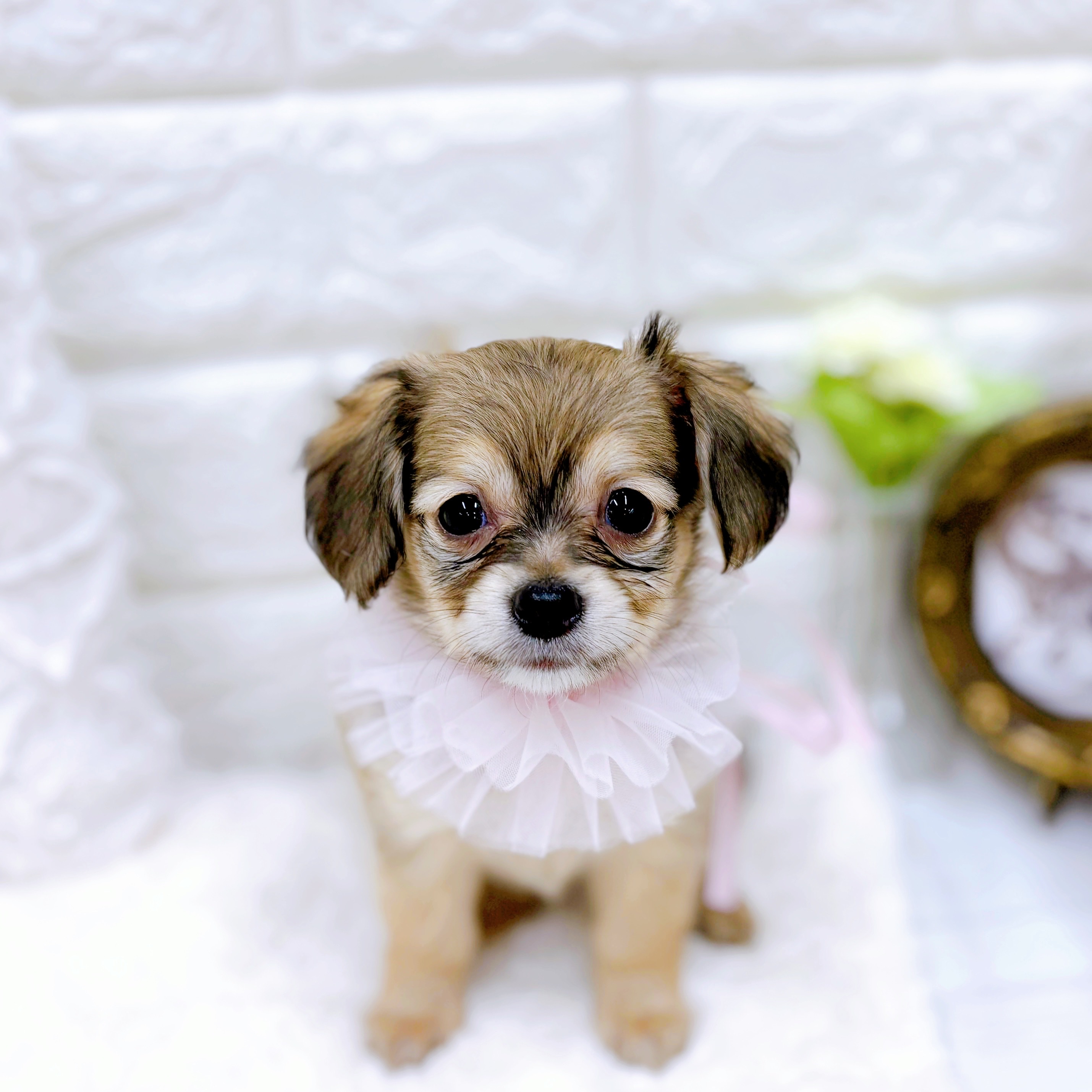 ハーフ犬女の子の写真