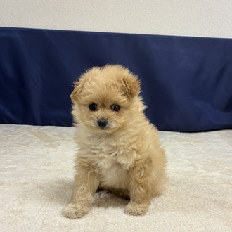 愛知県のポメプー(ポメラニアン×プードル) (犬の家＆猫の里一宮店/2025年12月1日生まれ/男の子/アプリコットホワイト)の子犬の2枚目の画像