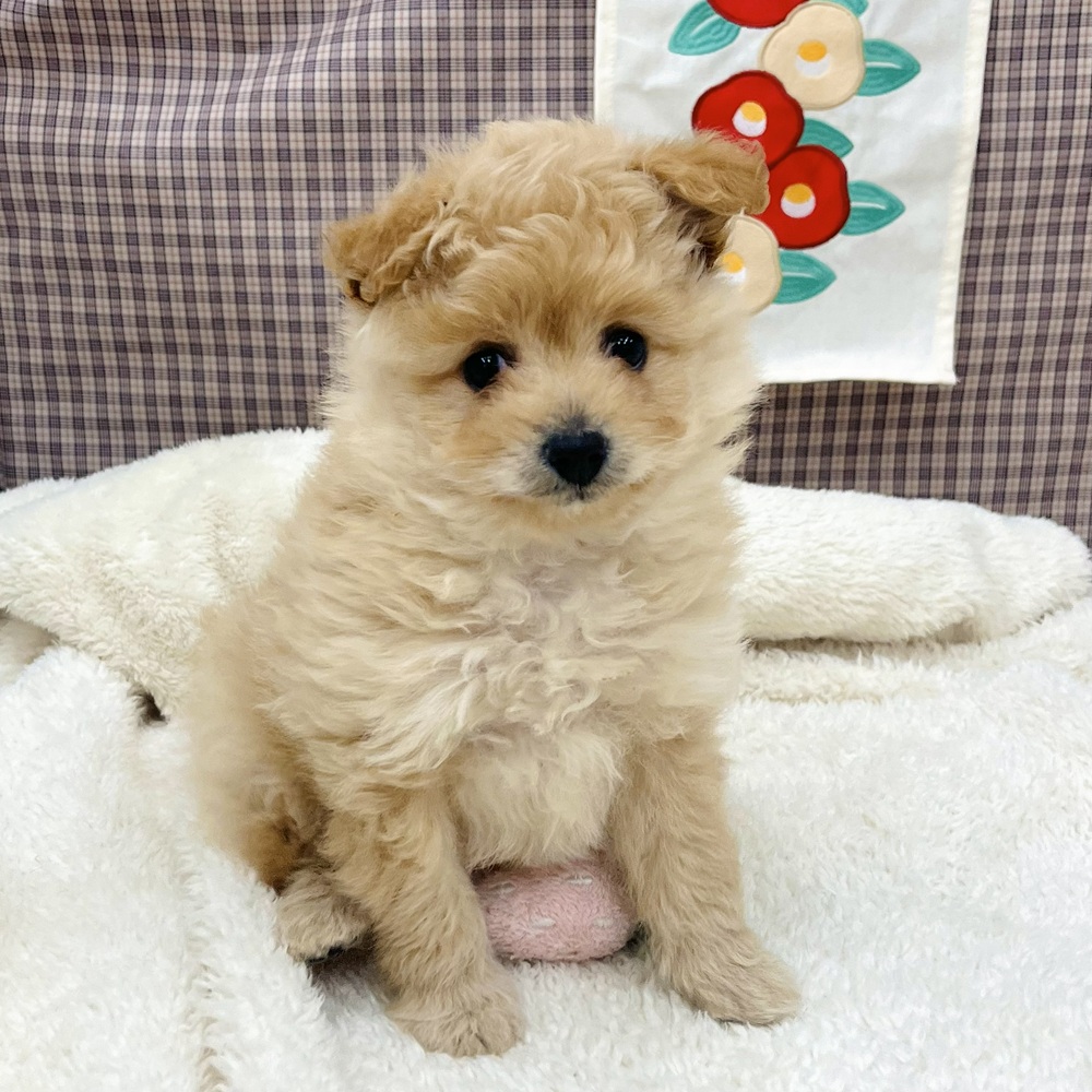 ハーフ犬女の子の写真