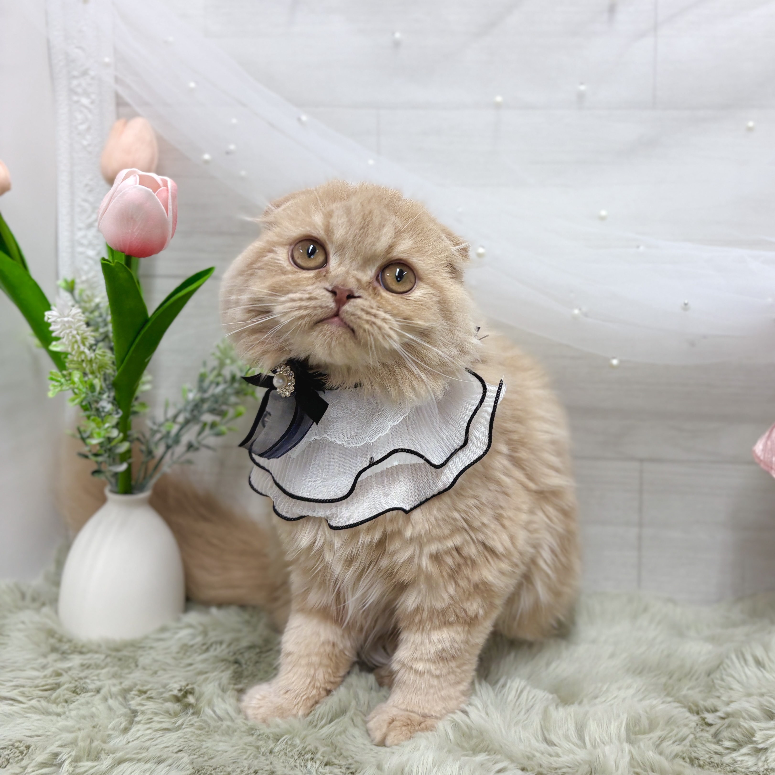 神奈川県のスコティッシュフォールド (犬の家＆猫の里相模原店/2025年11月27日生まれ/男の子/クリーム)の子猫の2枚目の画像