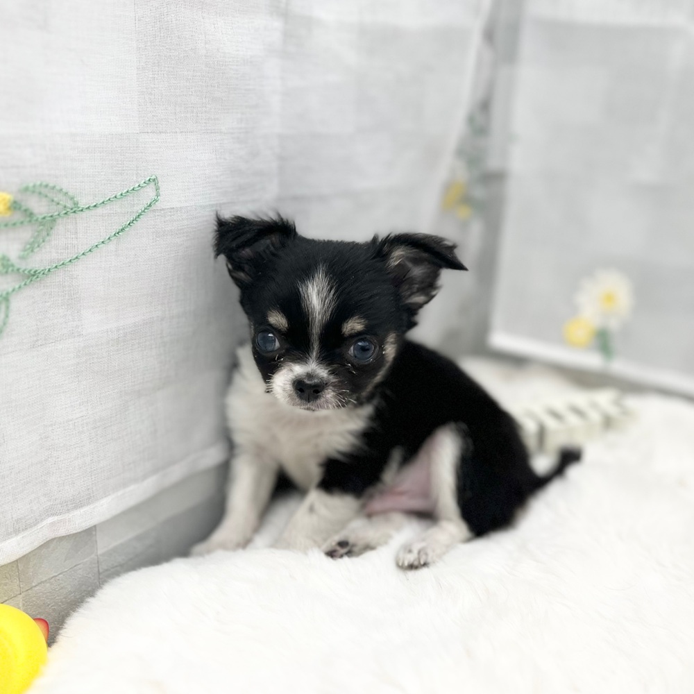 静岡県のチワワ(ロング) (犬の家＆猫の里MEGAドン・キホーテ袋井店/2025年12月2日生まれ/男の子/ブラックタンホワイト)の子犬の2枚目の画像