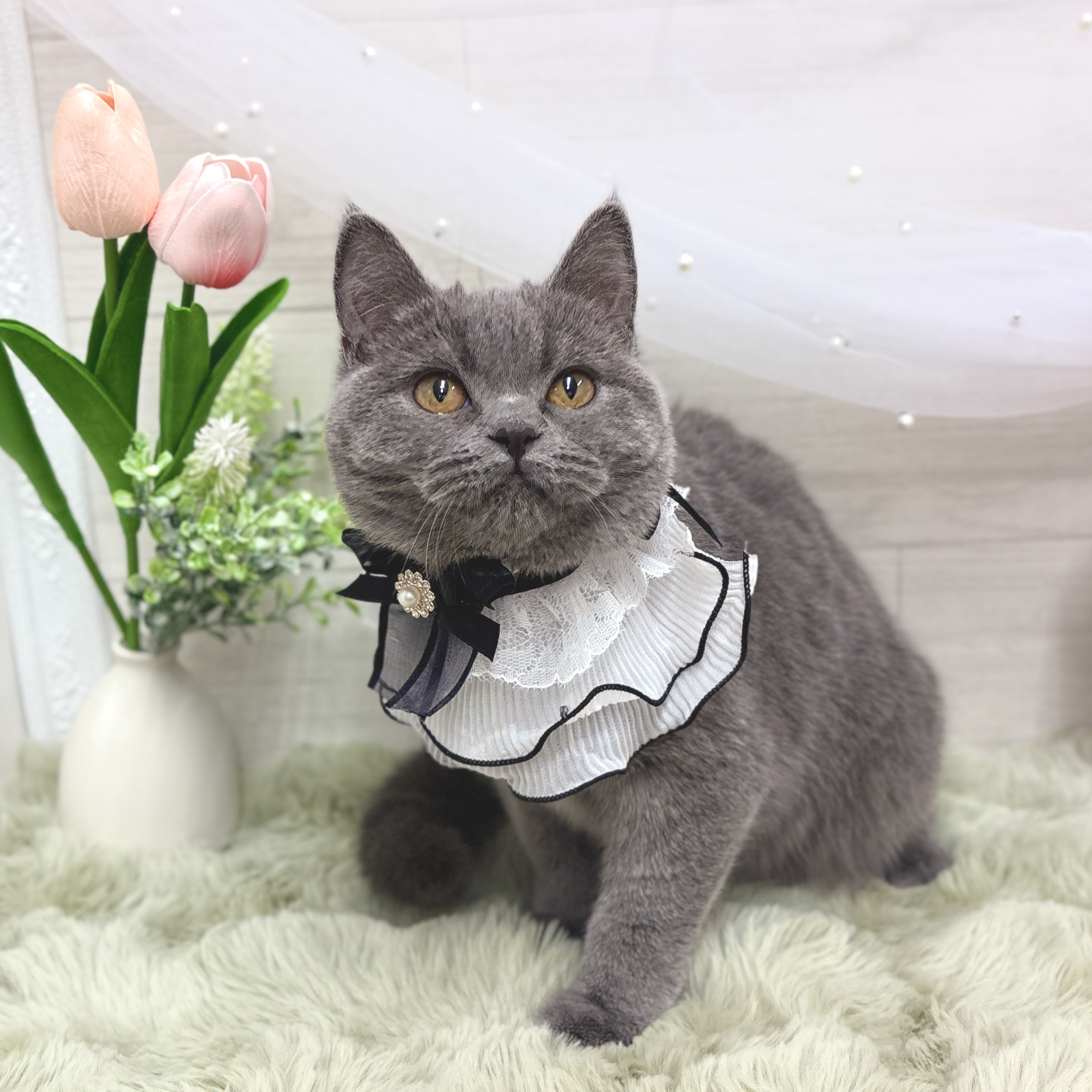 神奈川県のブリティッシュショートヘアー (犬の家＆猫の里相模原店/2025年12月1日生まれ/女の子/ブルー)の子猫の2枚目の画像