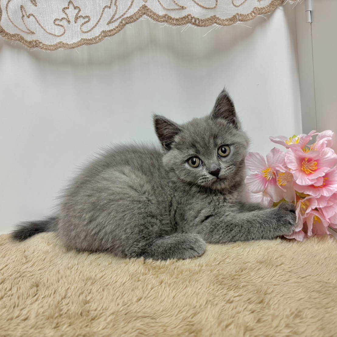 神奈川県のブリティッシュショートヘアー (犬の家＆猫の里相模原店/2025年12月1日生まれ/女の子/ブルー)の子猫の2枚目の画像