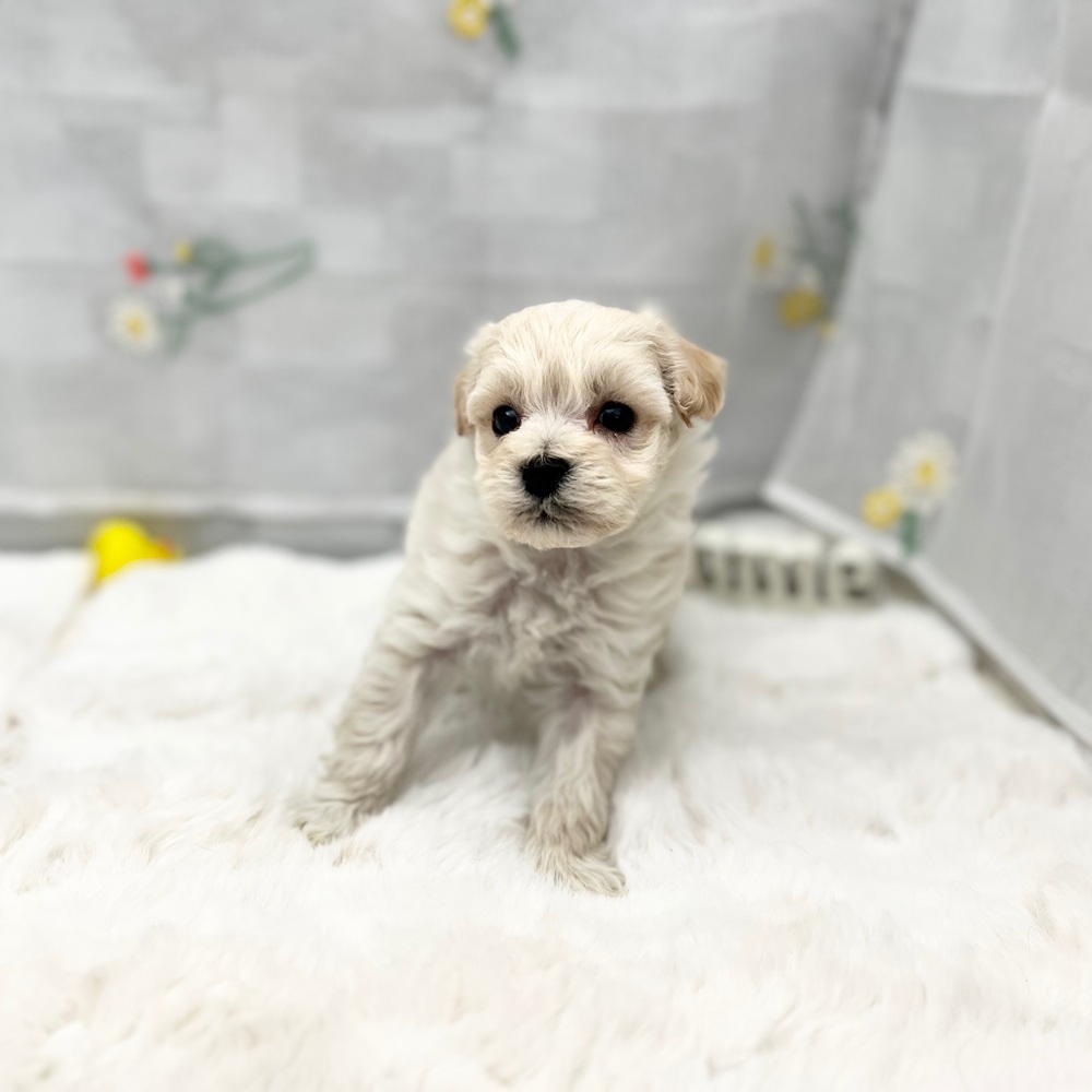 静岡県のマルプー(マルチーズ×プードル) (犬の家＆猫の里MEGAドン・キホーテ袋井店/2025年12月1日生まれ/男の子/クリーム)の子犬の2枚目の画像