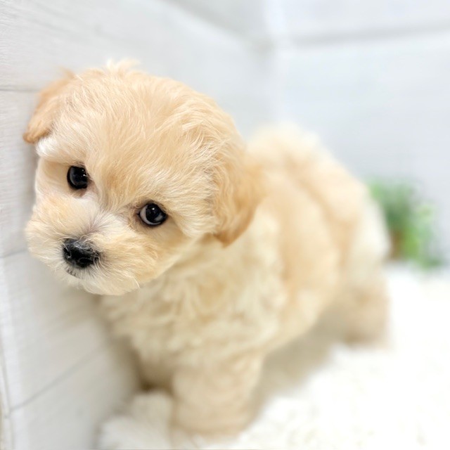 愛知県のマルプー(マルチーズ×プードル) (犬の家＆猫の里豊田店/2025年12月1日生まれ/男の子/クリーム)の子犬の2枚目の画像