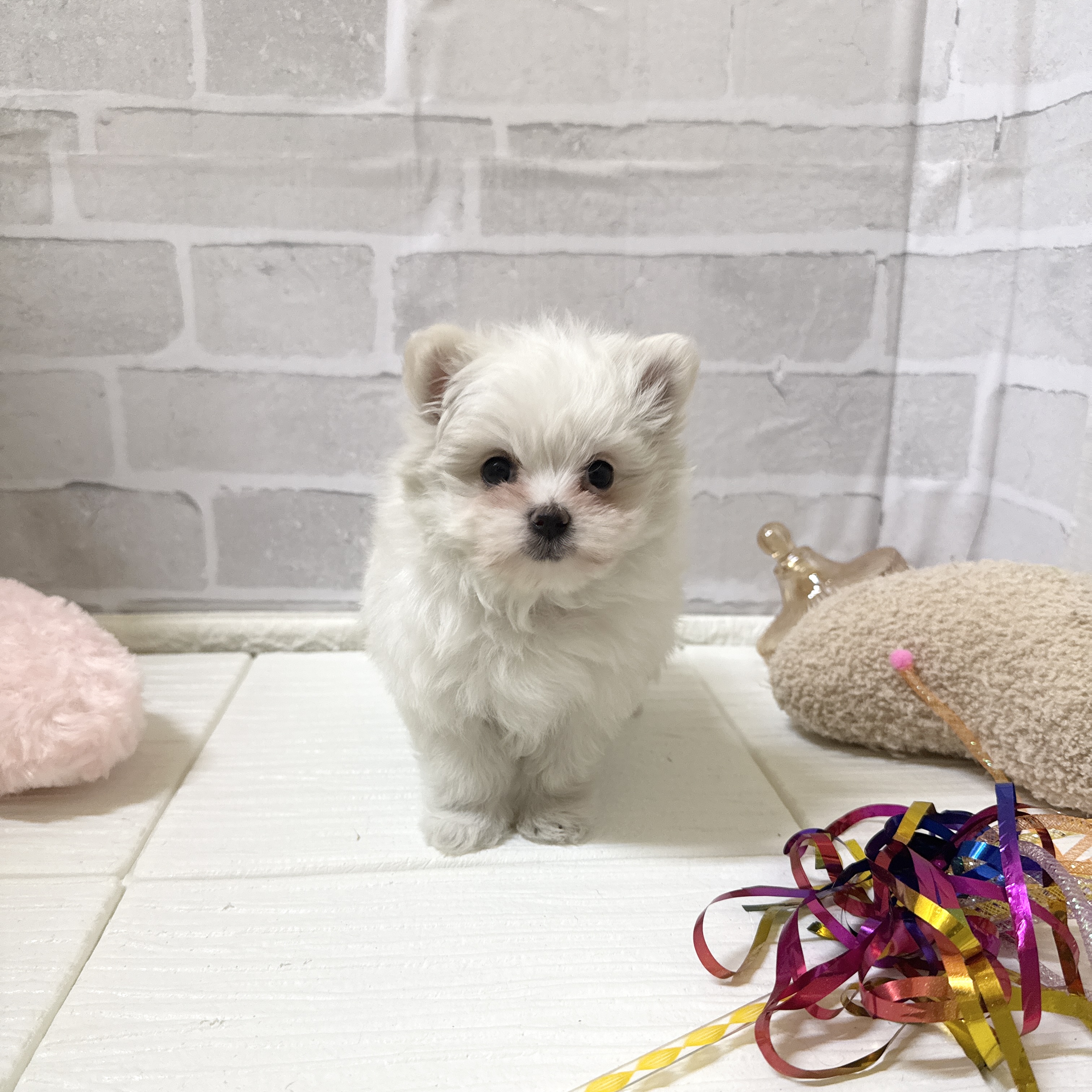 愛知県のポメマル/マルポメ(ポメラニアン×マルチーズ) (犬の家＆猫の里岡崎店/2025年11月29日生まれ/女の子/クリーム)の子犬の2枚目の画像