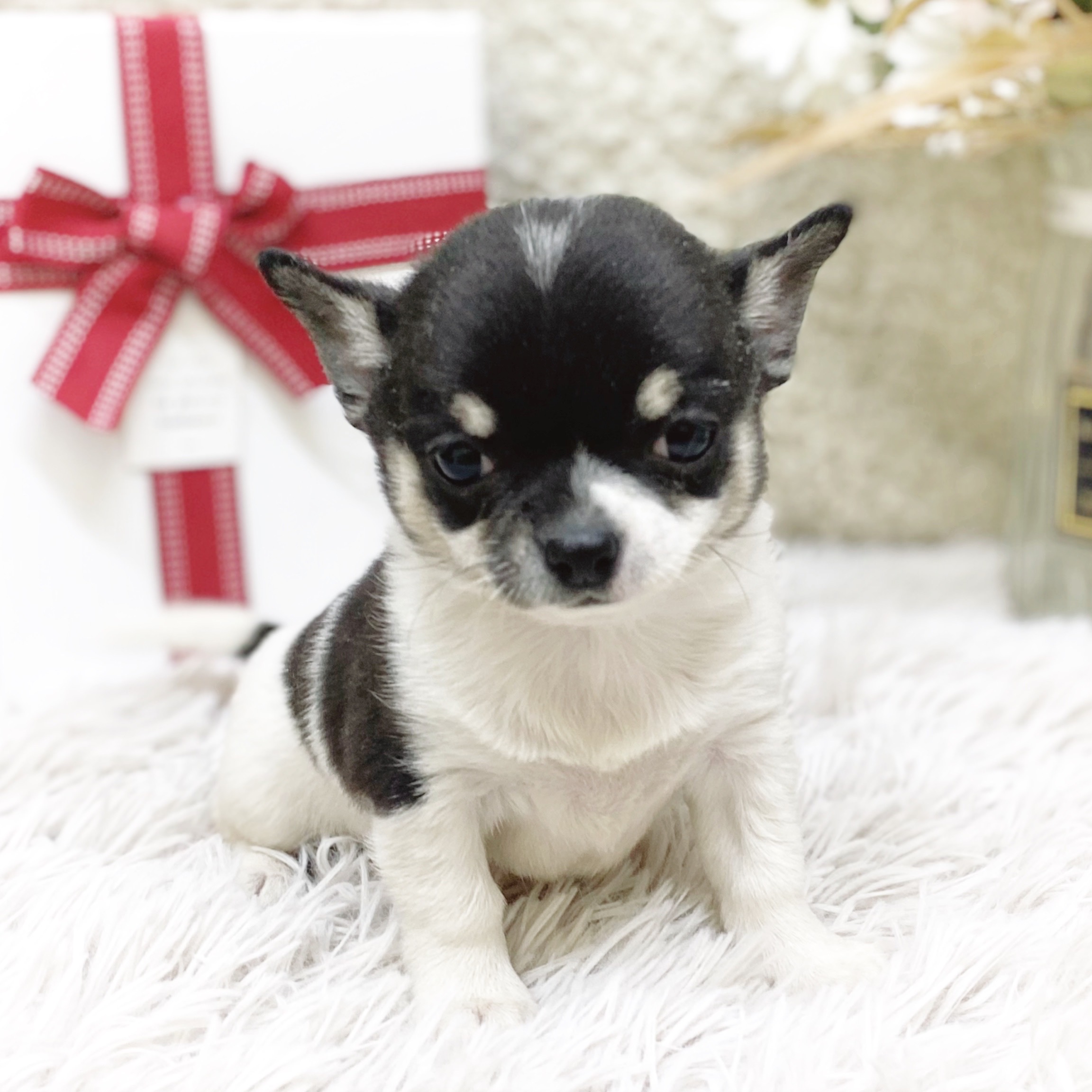 チワワ（スムース）女の子の写真