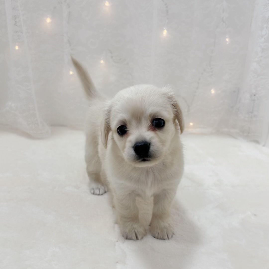 千葉県のチワックス(チワワ×ダックス) (犬の家＆猫の里BIGHOPガーデンモール印西店/2025年12月1日生まれ/女の子/イエロー)の子犬の2枚目の画像