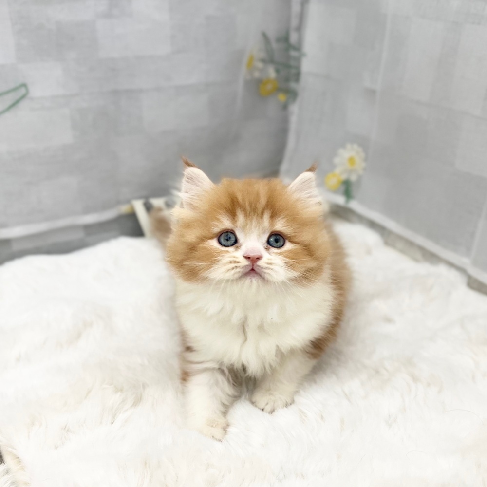 静岡県のスコティッシュストレート (犬の家＆猫の里MEGAドン・キホーテ袋井店/2025年12月2日生まれ/女の子/レッドタビーホワイト)の子猫の2枚目の画像